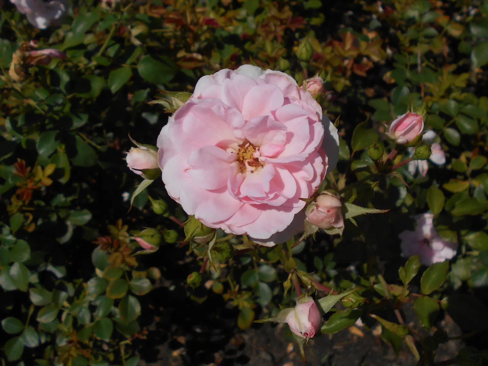 Rose Bonica (Rosa Bonica 'Meidomonac') — the hips that follow the blooms extend visual interest into the winter