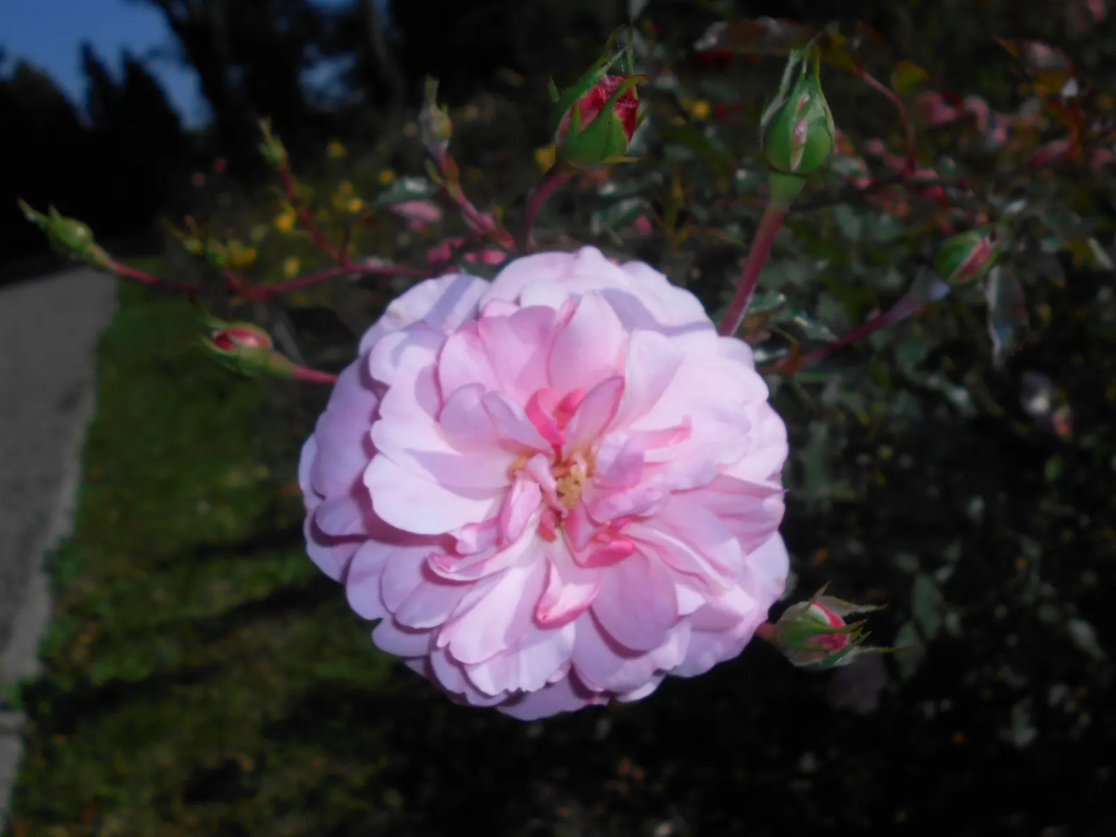 Rose Bonica (Rosa Bonica 'Meidomonac') — thriving in USDA plant hardiness zones 4 to 9