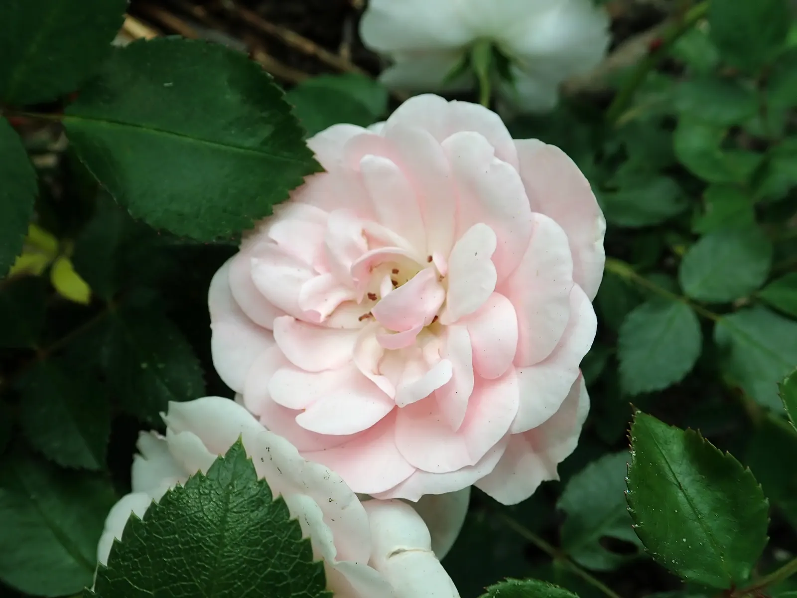 Rose Bonica (Rosa Bonica 'Meidomonac') — Rosa 'Bonica' is a hardy, disease-resistant shrub rose reaching 3-4 ft in height and width