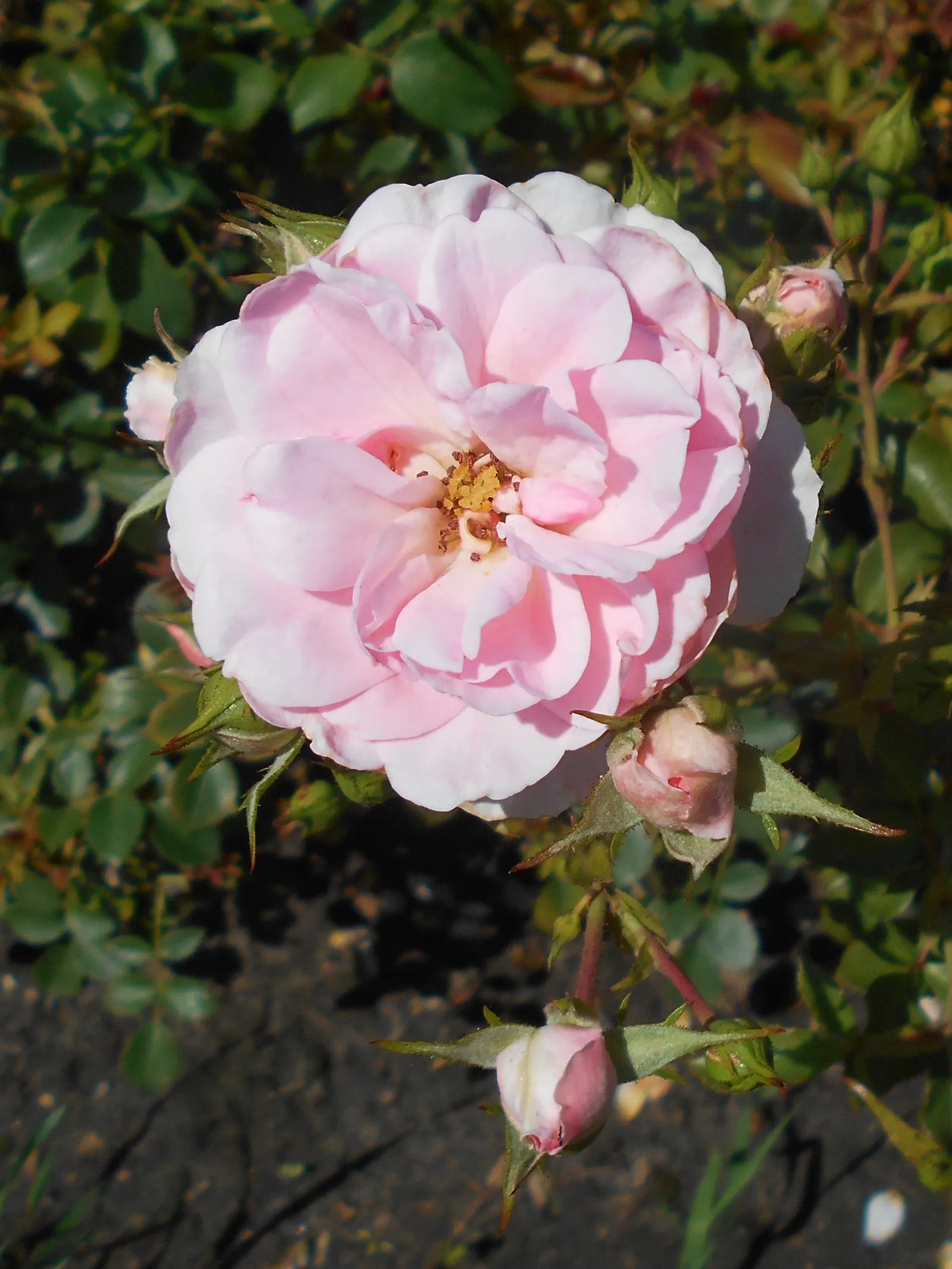 Rose Bonica (Rosa Bonica 'Meidomonac') — Each semi-double to double bloom comprises around 20 to 40 petals; recognized for their environmental friendliness and