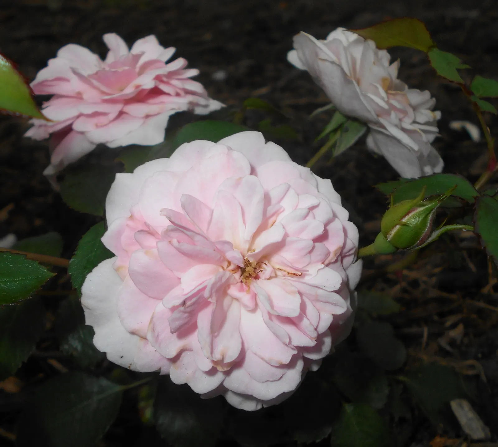 Rose Bonica (Rosa Bonica 'Meidomonac') — rounded shrub adorned with lush
