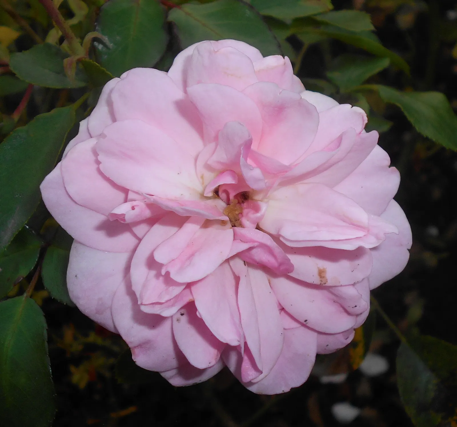 Rose Bonica (Rosa Bonica 'Meidomonac') — Rosa 'Bonica 82' showcases excellent disease resistance; from late spring through to autumn's first frost
