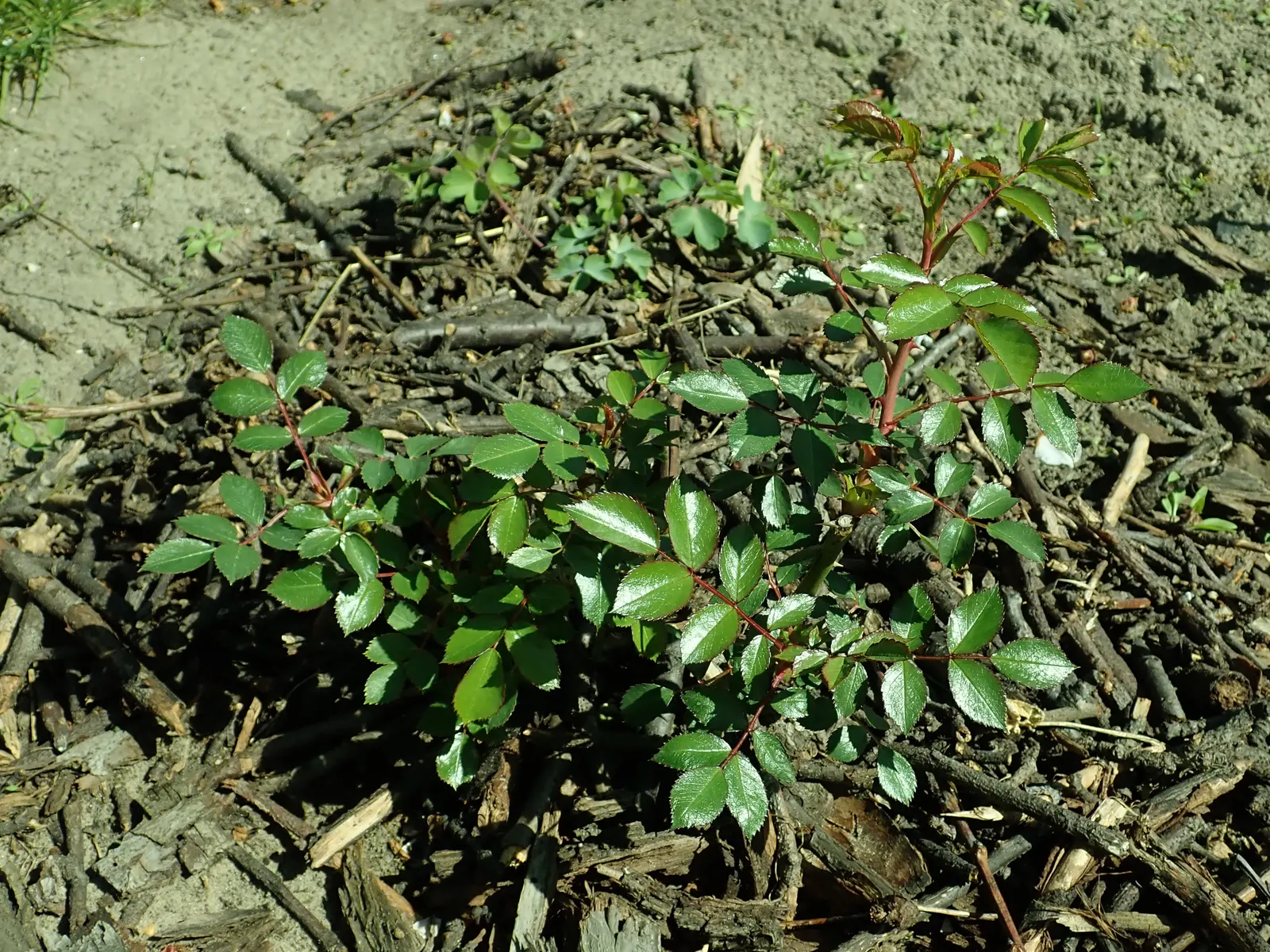 Rose Bonica (Rosa Bonica 'Meidomonac') — also celebrated as Rosa 'Bonica 82' or by its breeder code 'Meidomonac'; with a long blooming season, it produces