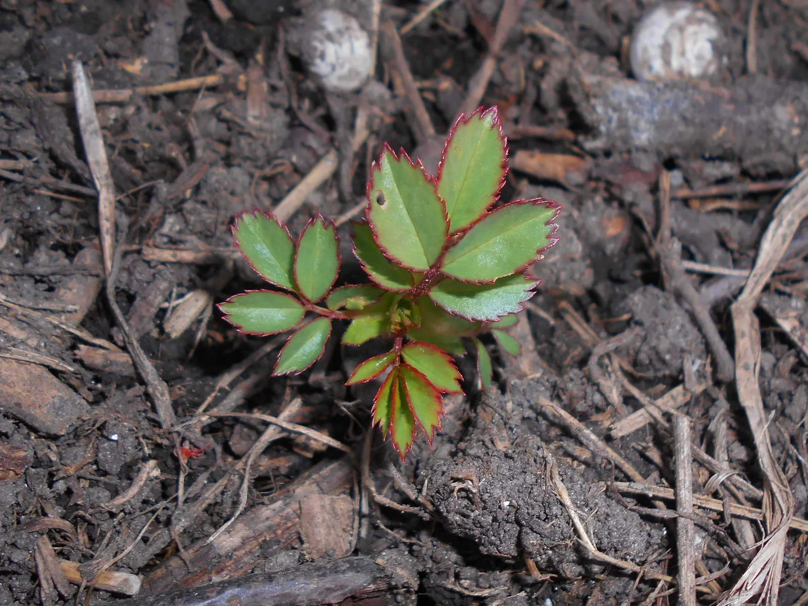 Rose Bonica (Rosa Bonica 'Meidomonac') — this plant presents as a dense; rounded shrub adorned with lush