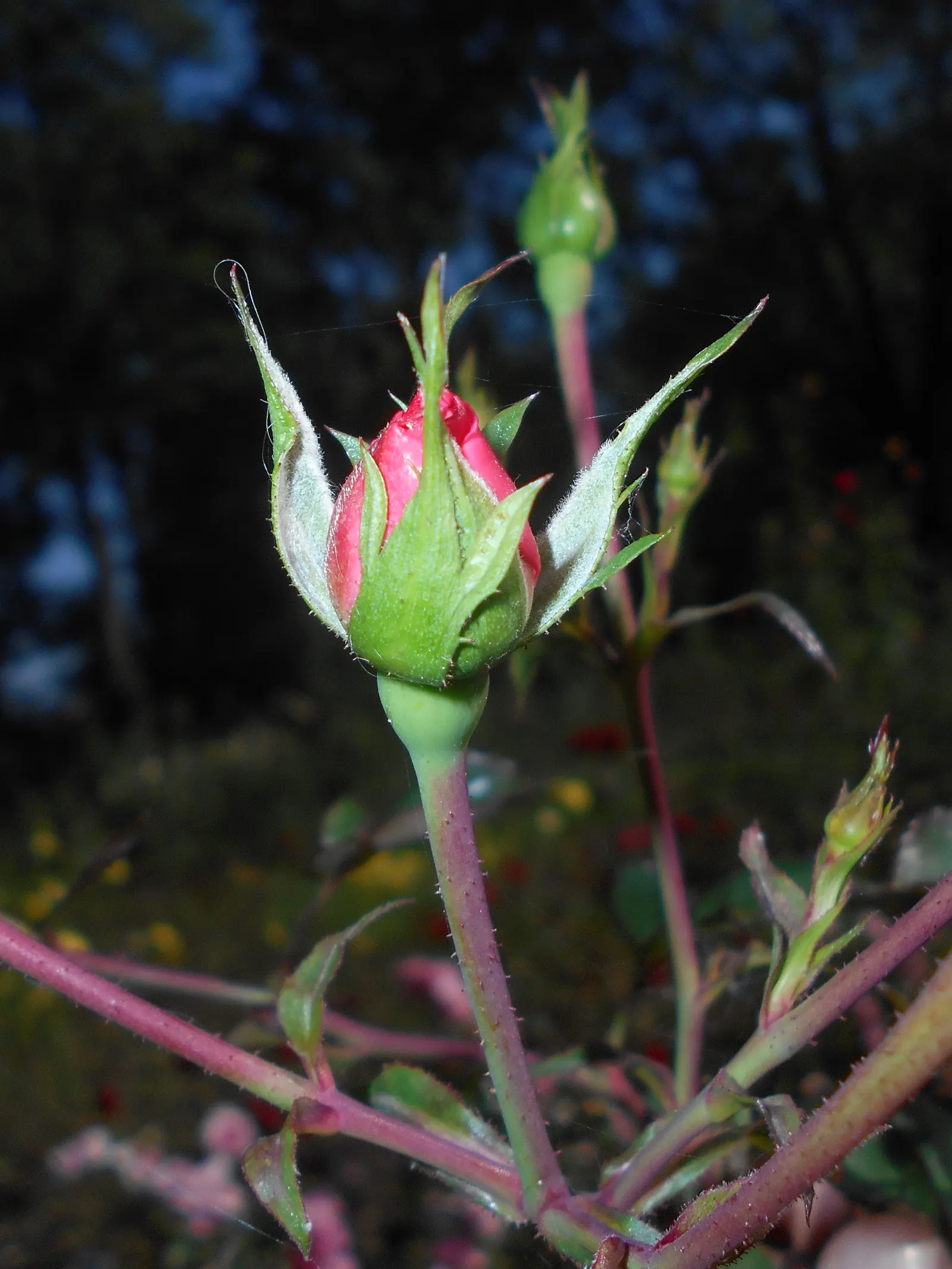 Rose Bonica (Rosa Bonica 'Meidomonac') — makes the Bonica an ideal choice for borders; pinnate leaves that are a deep