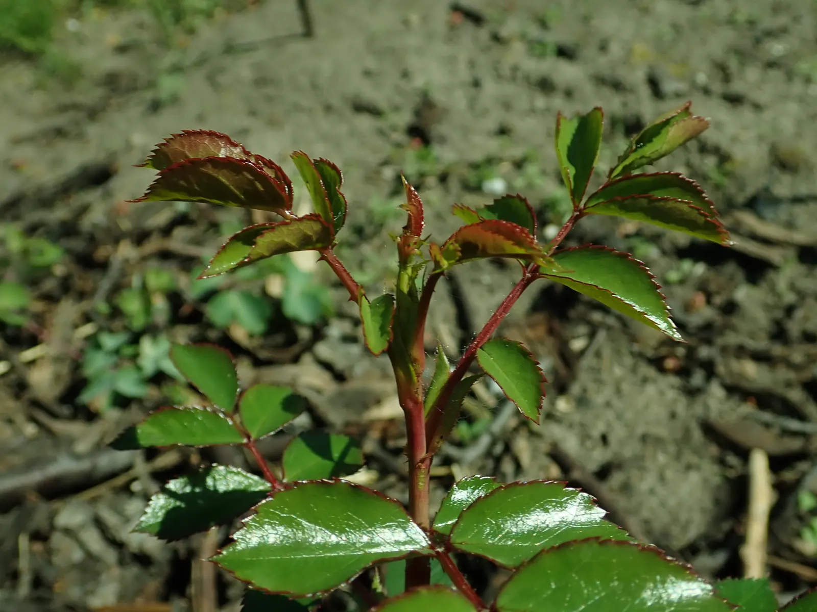 Rose Bonica (Rosa Bonica 'Meidomonac') — It thrives in full sun and well-drained soils; particularly to black spot and powdery mildew