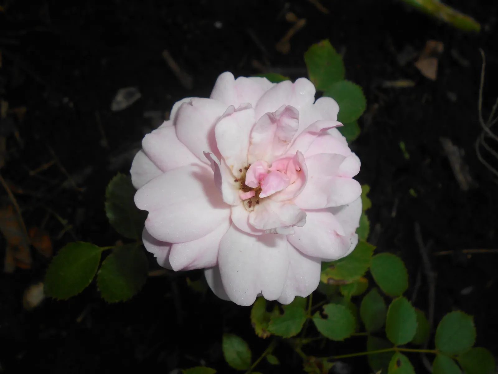 Rose Bonica (Rosa Bonica 'Meidomonac') — the hips that follow the blooms extend visual interest into the winter; creating a softly ruffled effect that enhances