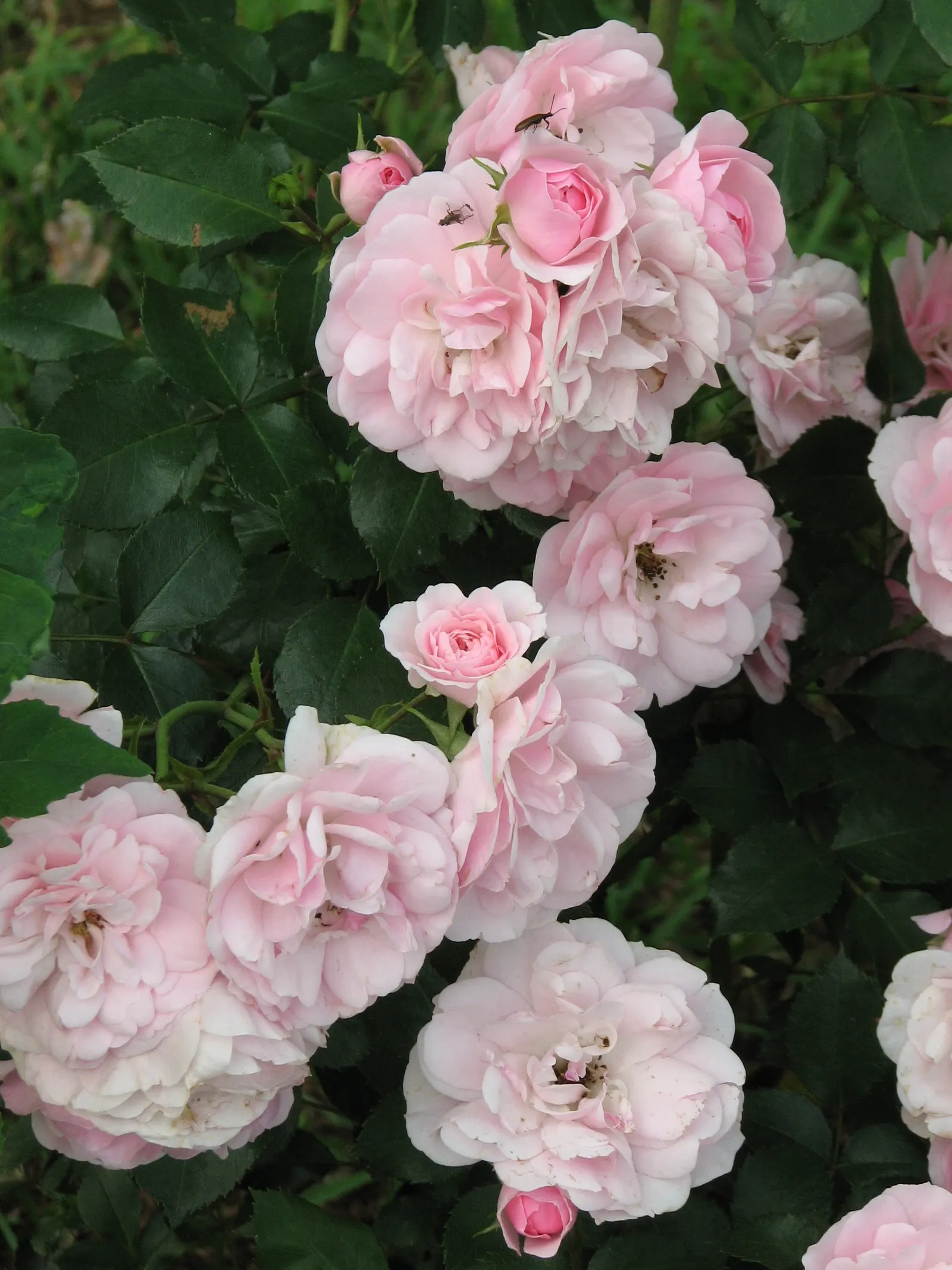 Rose Bonica (Rosa Bonica 'Meidomonac') — I must note the Bonica's adaptability to various conditions; the hips that follow the blooms extend visual interest