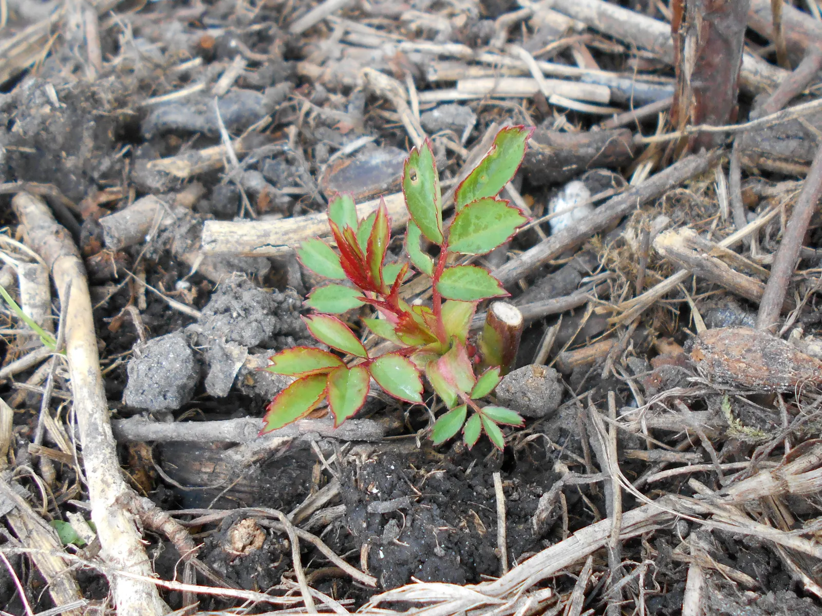 Rose Bonica (Rosa Bonica 'Meidomonac') — This low-maintenance characteristic