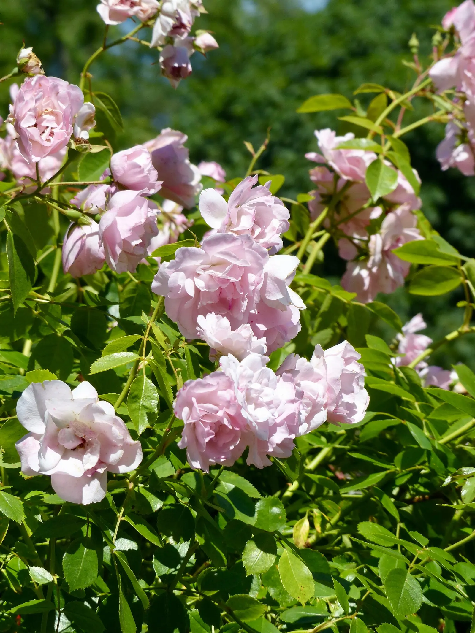 Rose Bonica (Rosa Bonica 'Meidomonac') — having been introduced in the 1980s by the venerated French nursery Meilland.<br><br>As a landscape architect