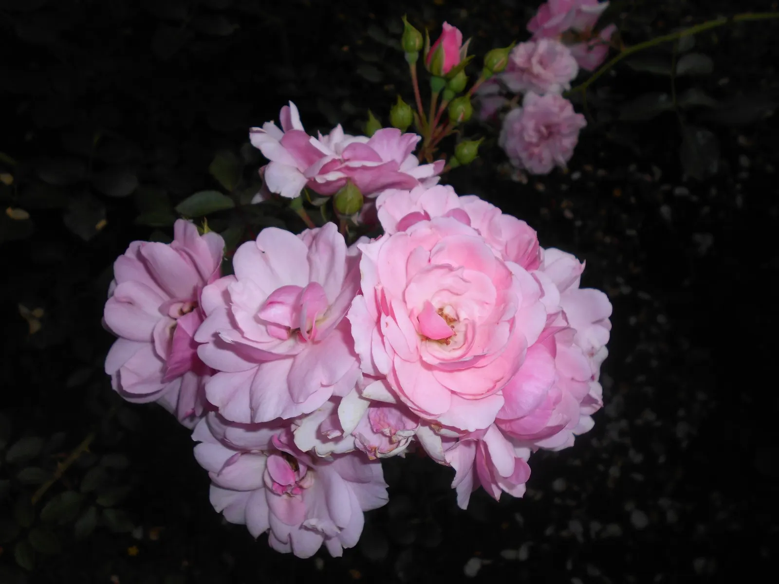 Rose Bonica (Rosa Bonica 'Meidomonac') — pinnate leaves that are a deep; coupled with its continuous flowering ability