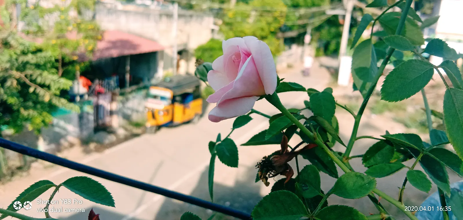 Rose Bonica (Rosa Bonica 'Meidomonac') — thus promoting sustainable landscape practices; this plant presents as a dense