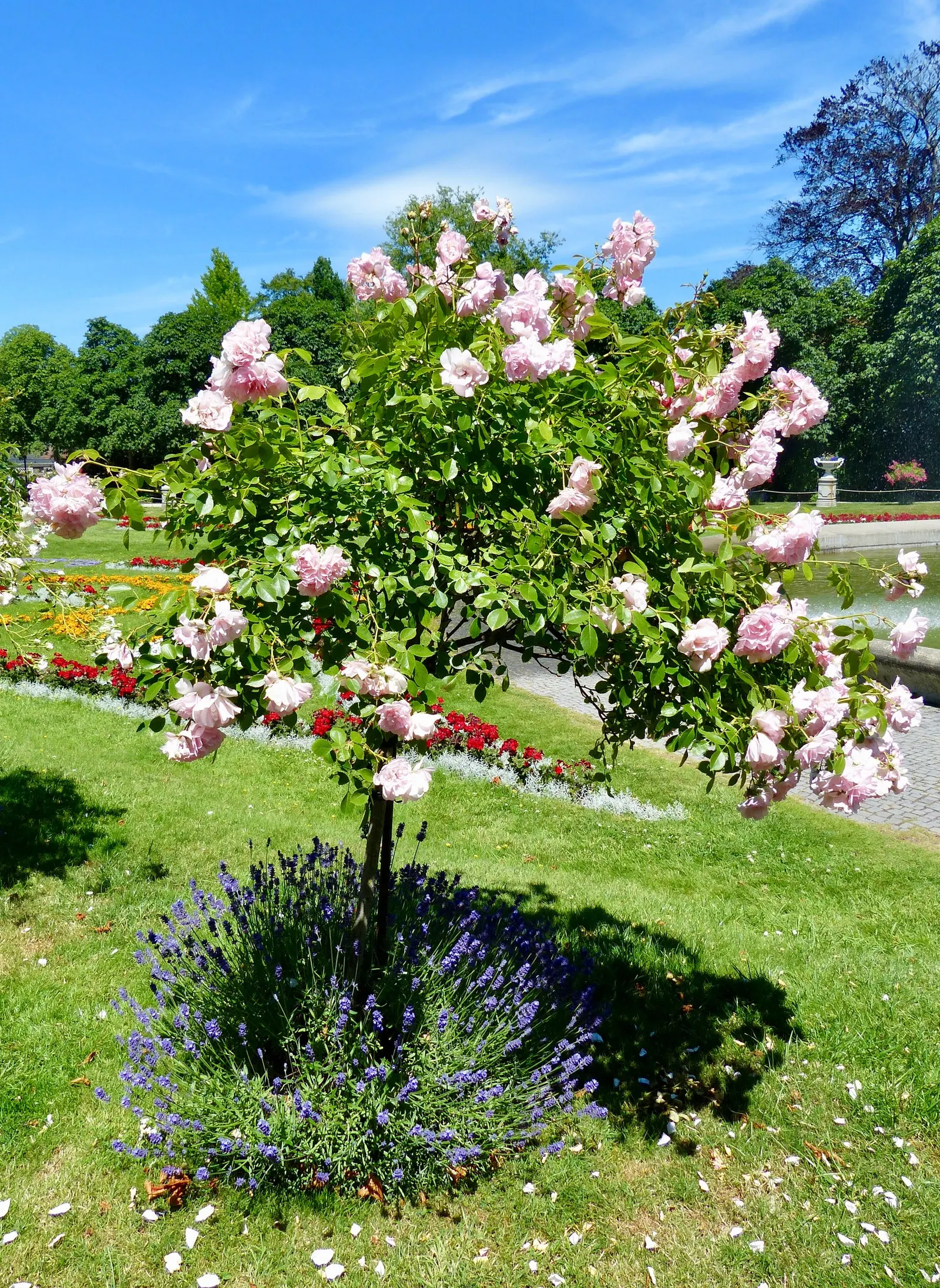 Rose Bonica (Rosa Bonica 'Meidomonac') — Each semi-double to double bloom comprises around 20 to 40 petals