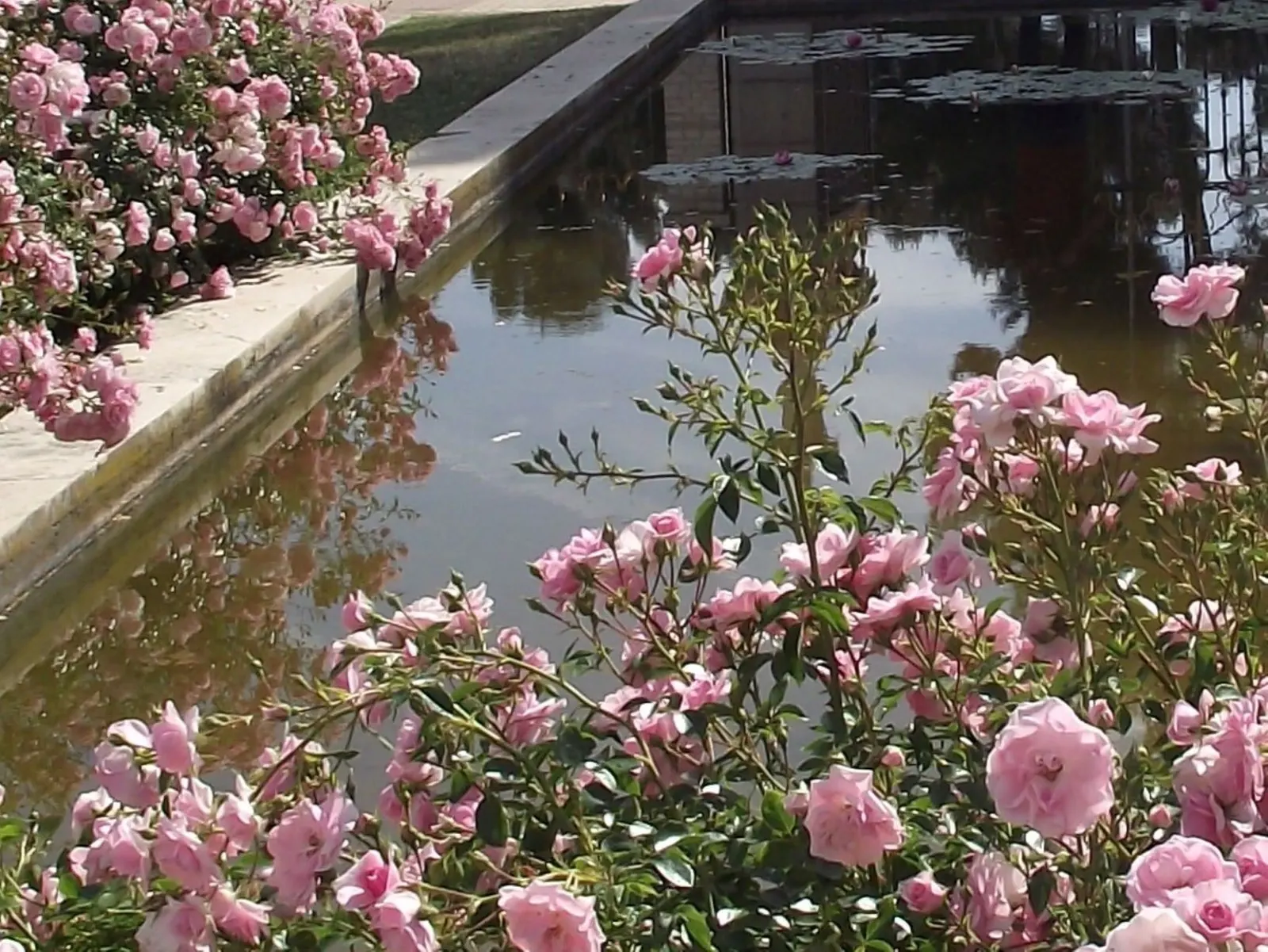 Rose Bonica (Rosa Bonica 'Meidomonac') — having been introduced in the 1980s by the venerated French nursery Meilland.<br><br>As a landscape architect; be it a