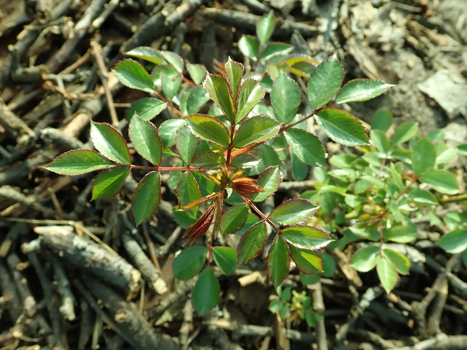 Rose Bonica (Rosa Bonica 'Meidomonac') — Rosa 'Bonica' is a hardy, disease-resistant shrub rose reaching 3-4 ft in height and width; it thrives in full sun and