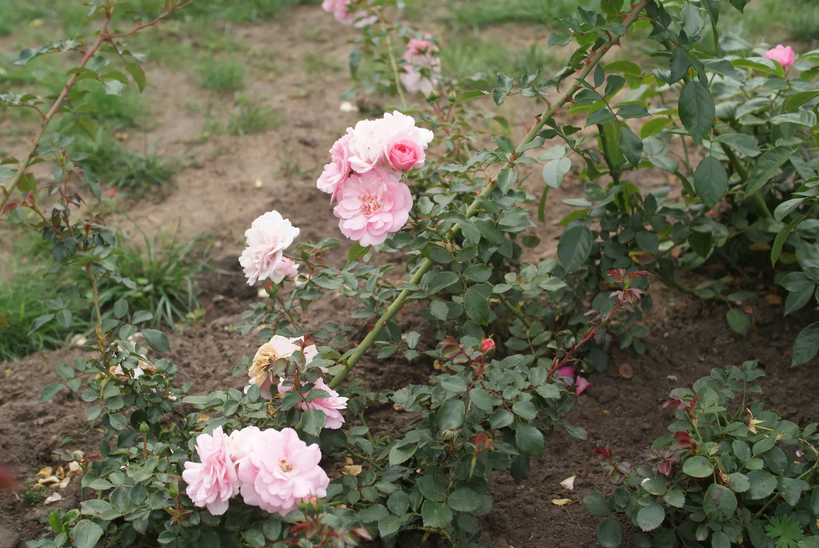 Rose Bonica (Rosa Bonica 'Meidomonac') — With a mature stature of about 3 to 4 feet in height and a similar breadth