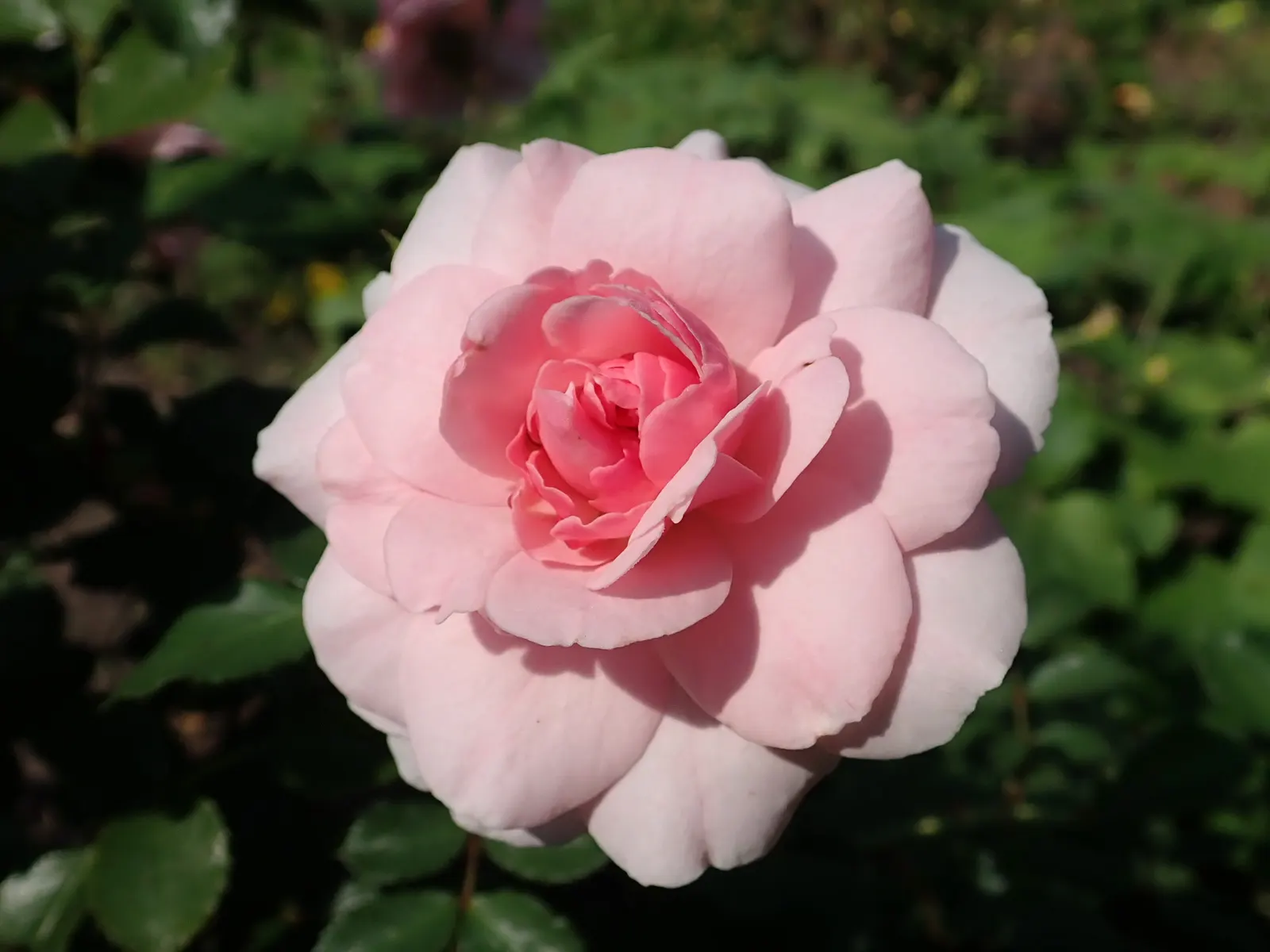 Rose Bonica (Rosa Bonica 'Meidomonac') — shrub with pink blooms