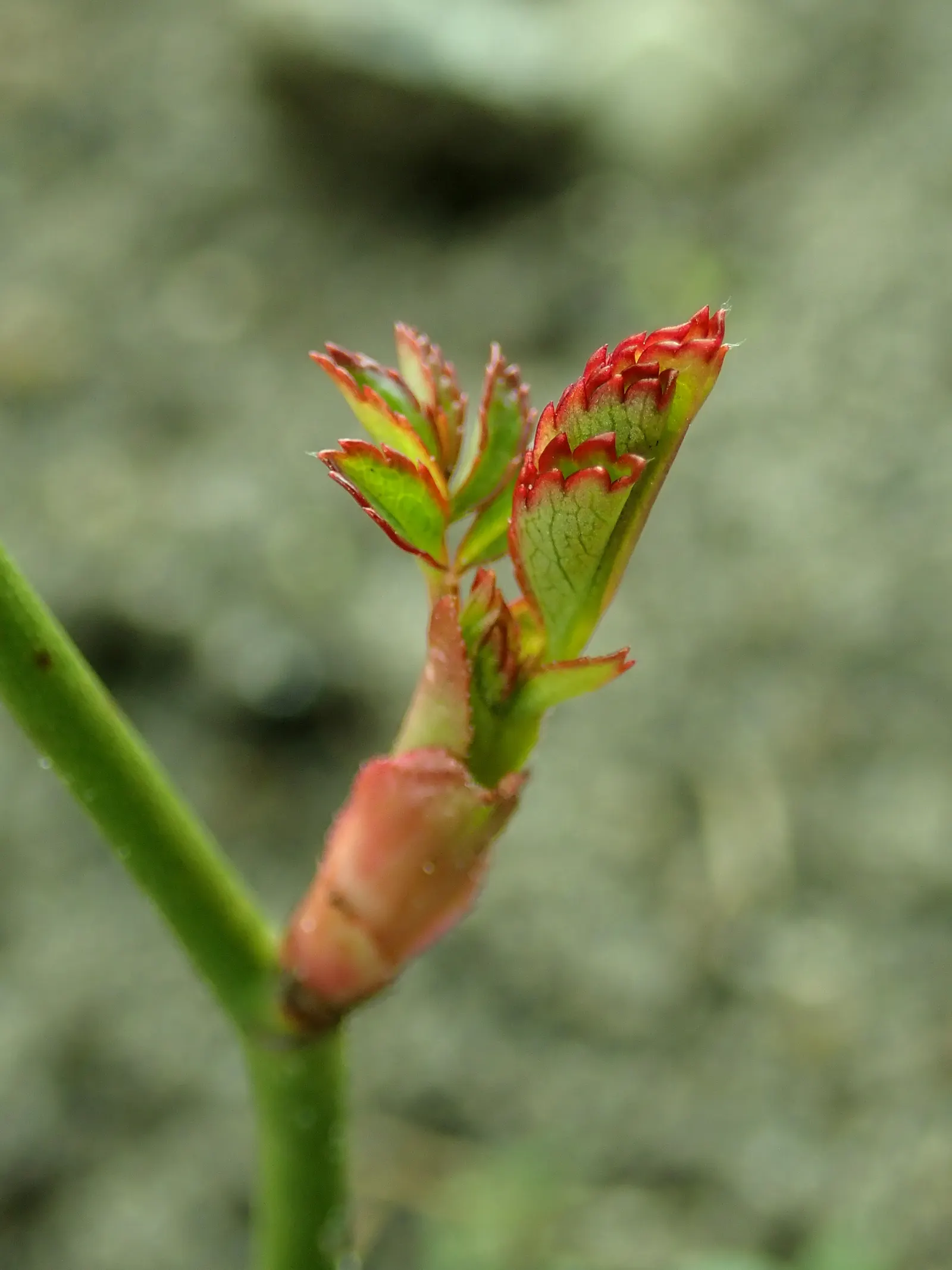 Rose Bonica (Rosa Bonica 'Meidomonac') — pinnate leaves that are a deep