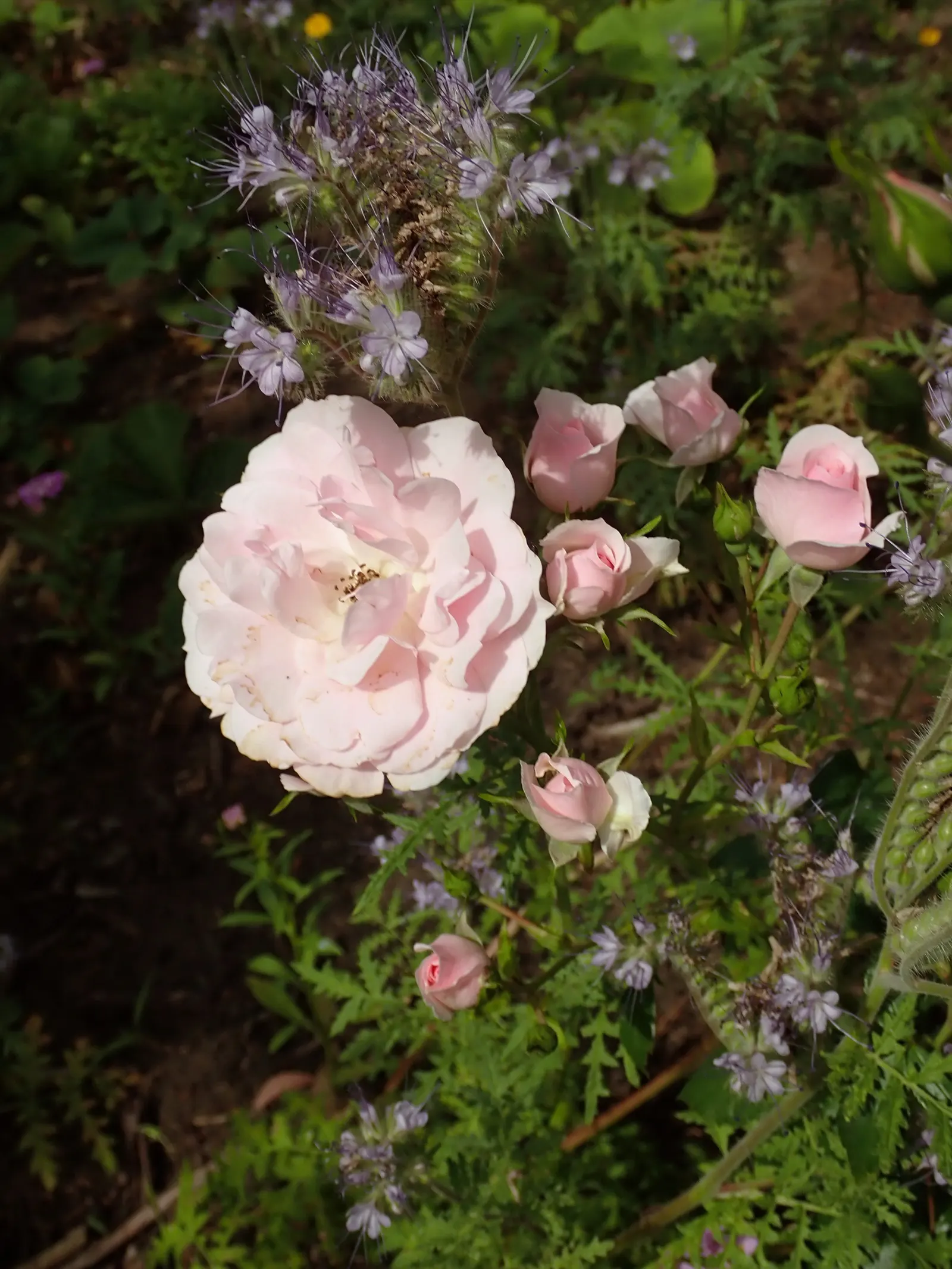 Rose Bonica (Rosa Bonica 'Meidomonac') — also celebrated as Rosa 'Bonica 82' or by its breeder code 'Meidomonac'