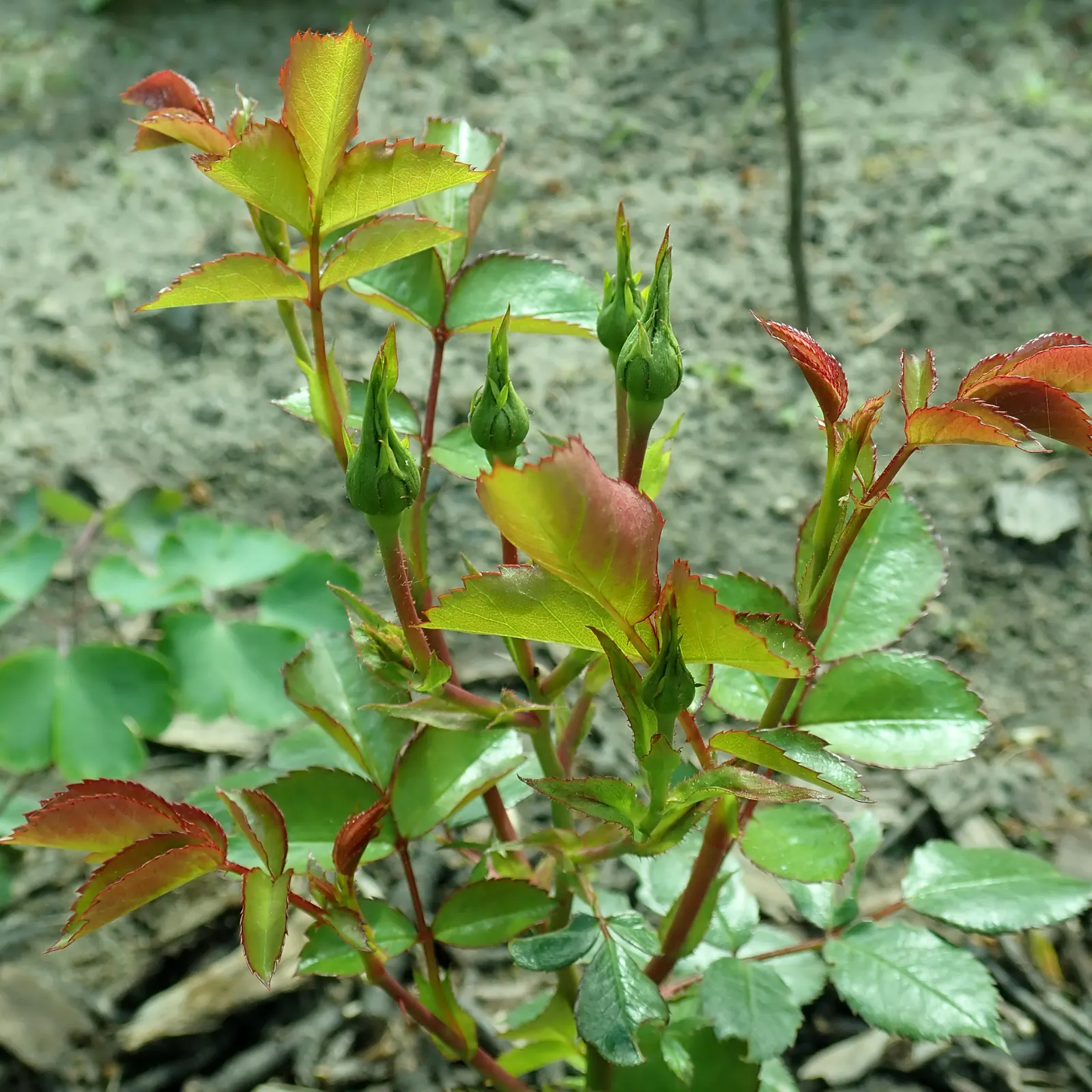 Rose Bonica (Rosa Bonica 'Meidomonac') — This low-maintenance characteristic; rosa 'Bonica' is a hardy, disease-resistant shrub rose reaching 3-4 ft in height