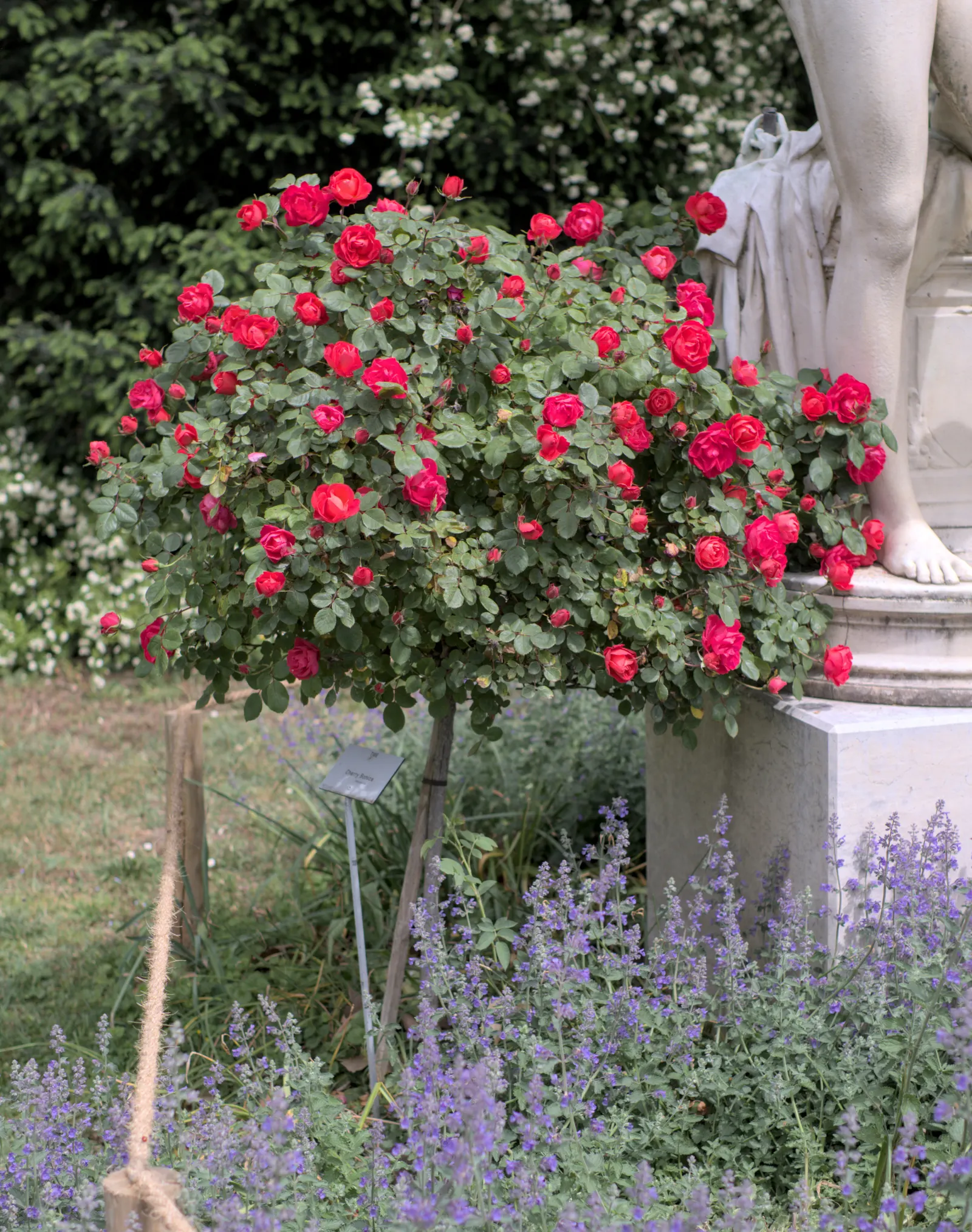 Rose Bonica (Rosa Bonica 'Meidomonac') — rounded shrub adorned with lush; each semi-double to double bloom comprises around 20 to 40 petals