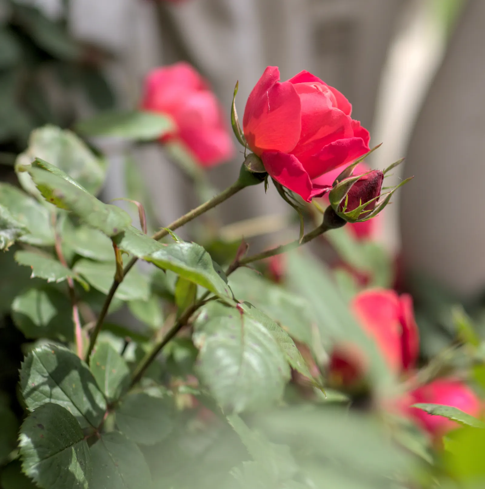 Rose Bonica (Rosa Bonica 'Meidomonac') — From late spring through to autumn's first frost; ideal for borders, low hedges, or as a specimen plant, Bonica adds