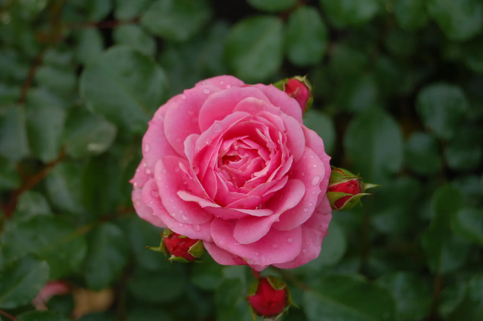 Rose Bonica (Rosa Bonica 'Meidomonac') — stands out with its hardy demeanor and versatile display