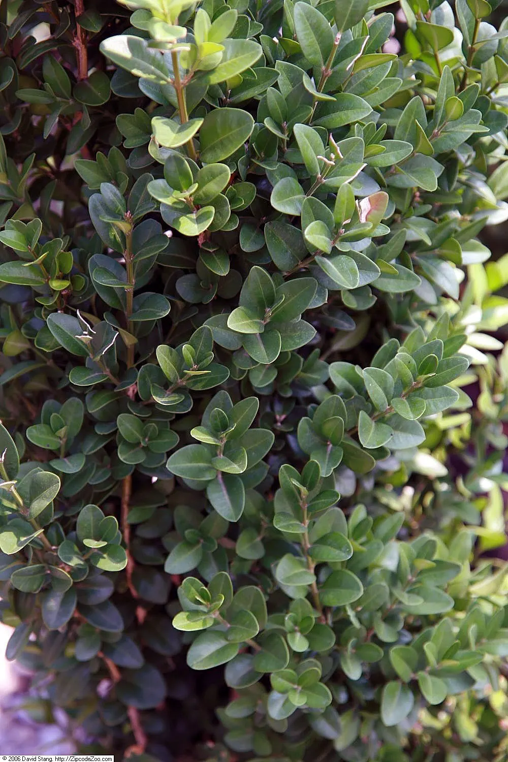 Dee Runk Dwarf Boxwood (Buxus Sempervirens 'Dee Runk') — The Dee Runk Boxwood is an elegant evergreen shrub