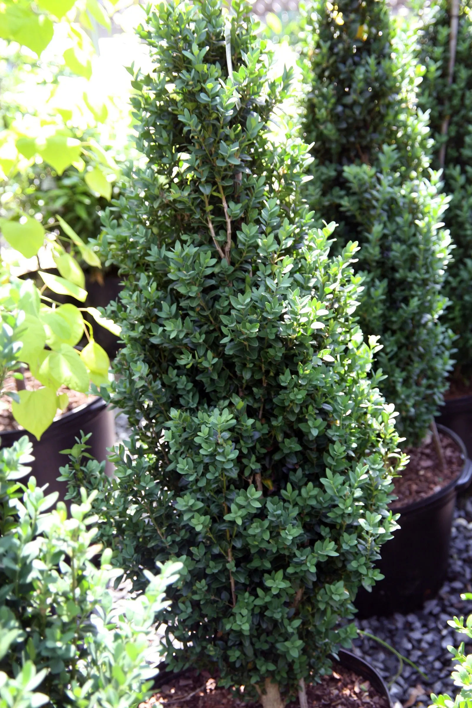 Dee Runk Dwarf Boxwood (Buxus Sempervirens 'Dee Runk') — with a naturally upright and columnar growth habit