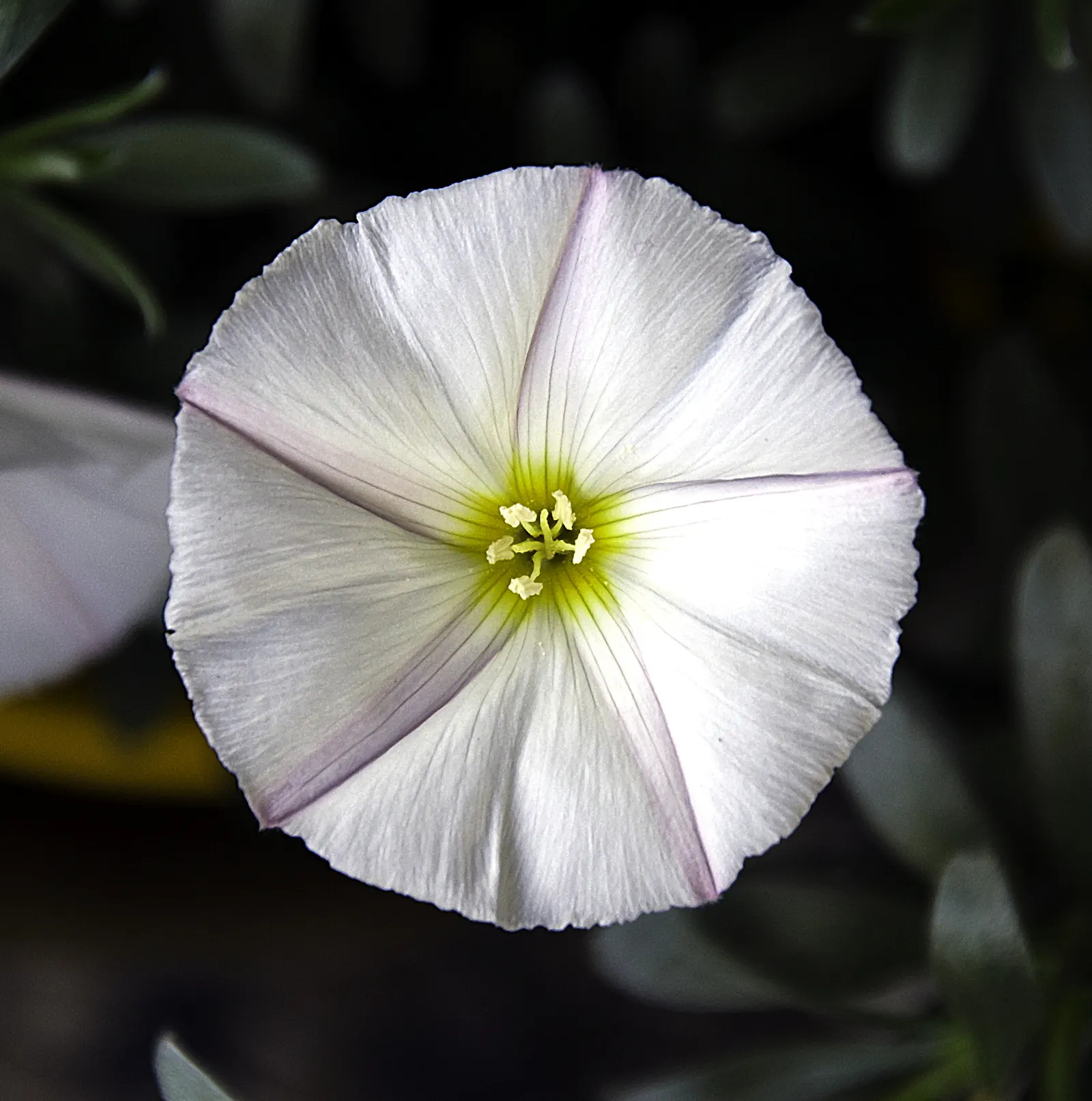 Bush Morning Glory (Convolvulus Cneorum) — is a perennial shrub revered for its silvery foliage and stunning funnel-shaped white to pinkish flowers, image 41