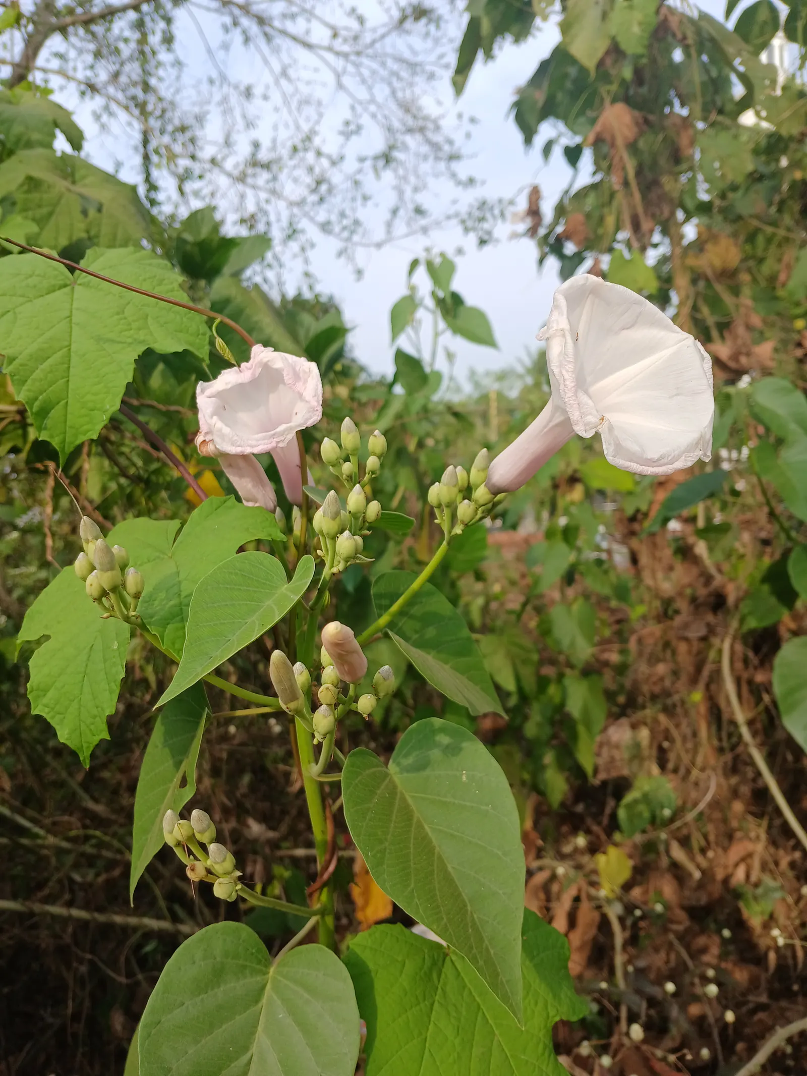 Bush Morning Glory (Convolvulus Cneorum) — with sporadic blooms throughout the warmer months; typically reaching heights between 2 to 3 feet with a similar
