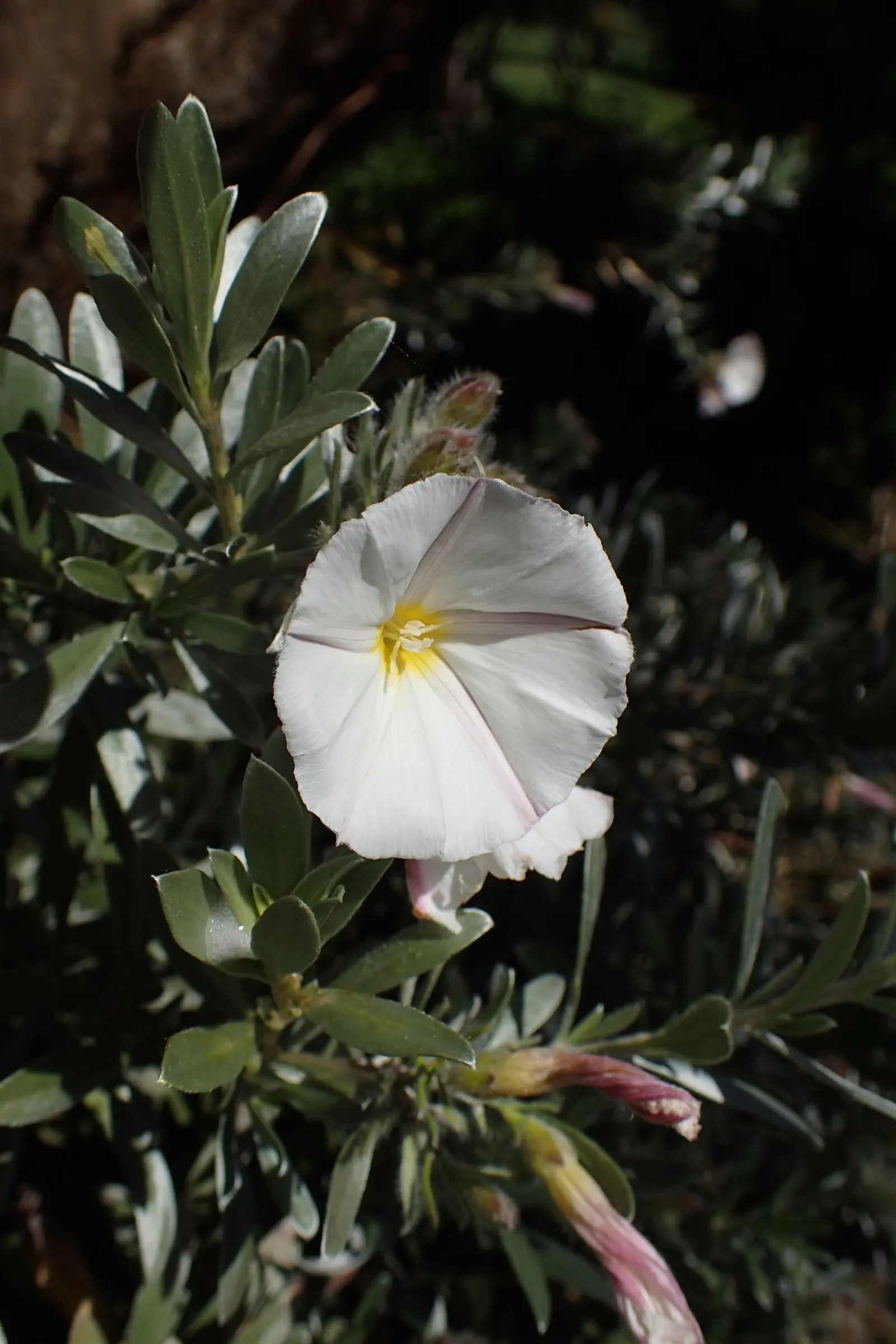 Bush Morning Glory (Convolvulus Cneorum) — the Bush Morning Glory's blossoms are a magnet for pollinators such as bees and butterflies; simply, image 51