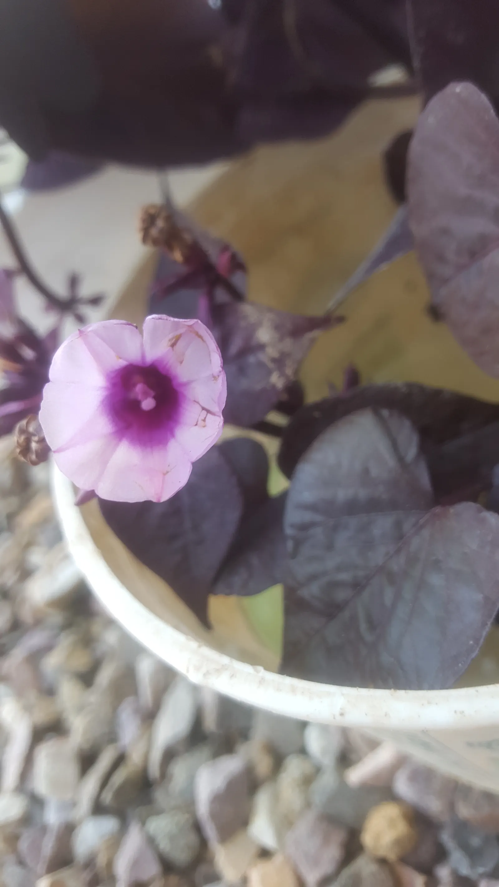 Bush Morning Glory (Convolvulus Cneorum) — with sporadic blooms throughout the warmer months; typically reaching heights between 2 to 3 feet with a, image 110