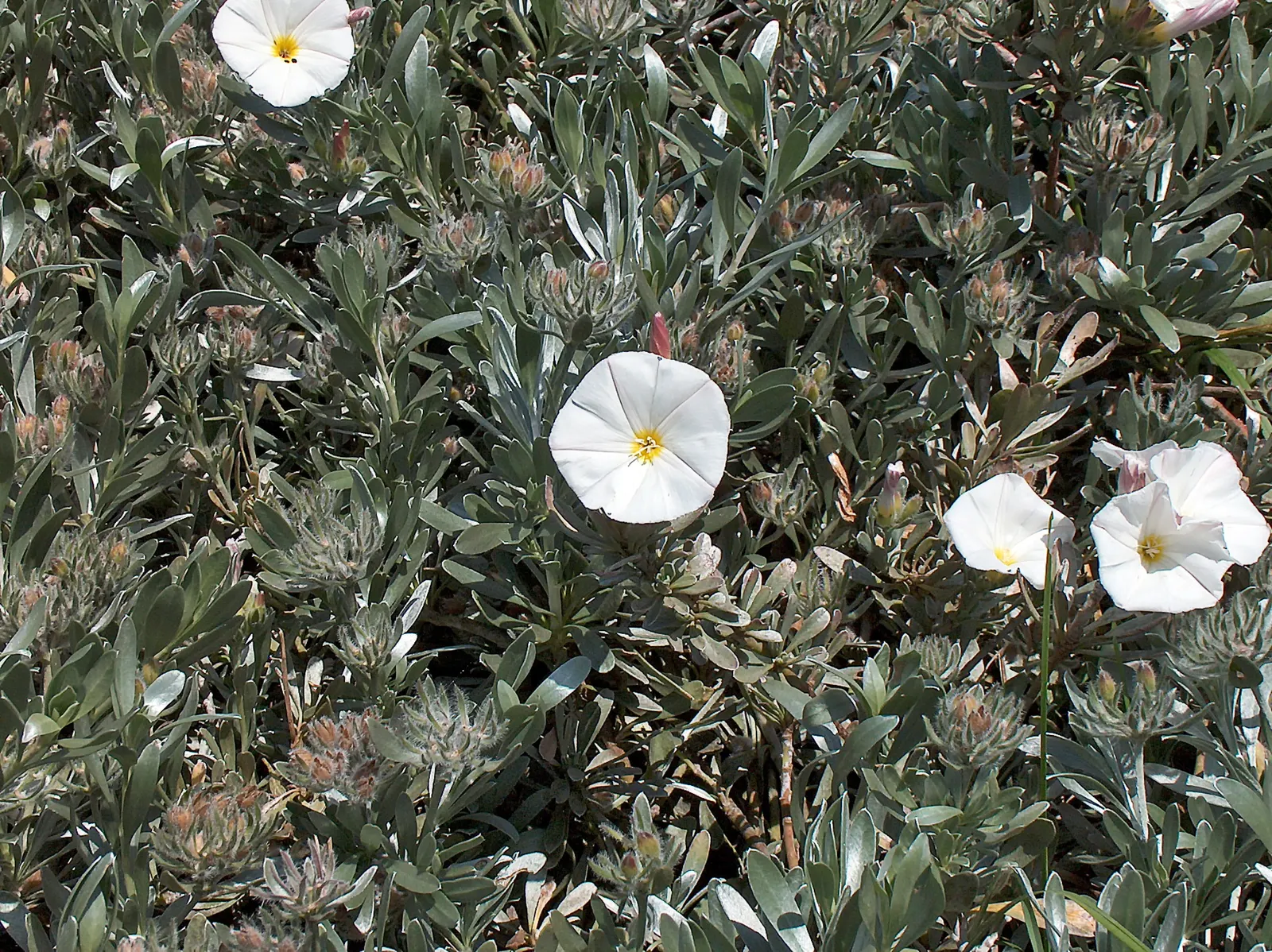 Bush Morning Glory (Convolvulus Cneorum) — the Bush Morning Glory's blossoms are a magnet for pollinators such as bees and butterflies; simply, image 91