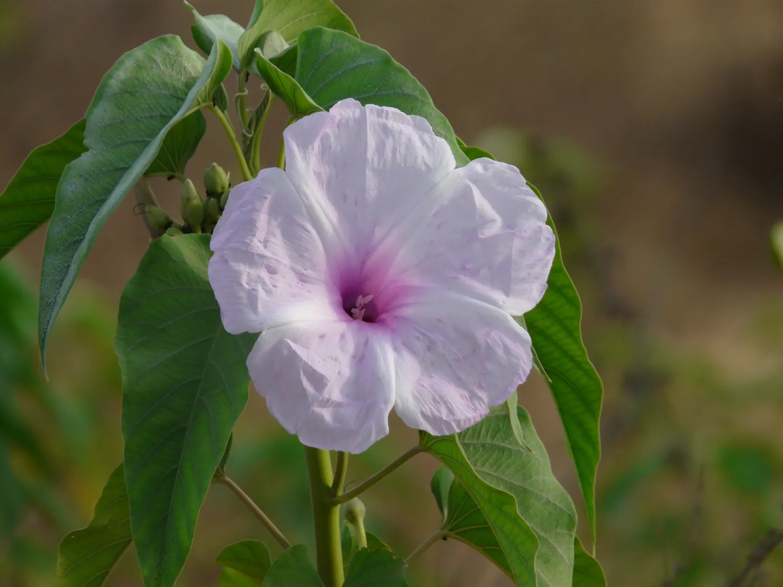 Bush Morning Glory (Convolvulus Cneorum) — Typically reaching heights between 2 to 3 feet with a similar spread; commonly known as the Bush Morning, image 107