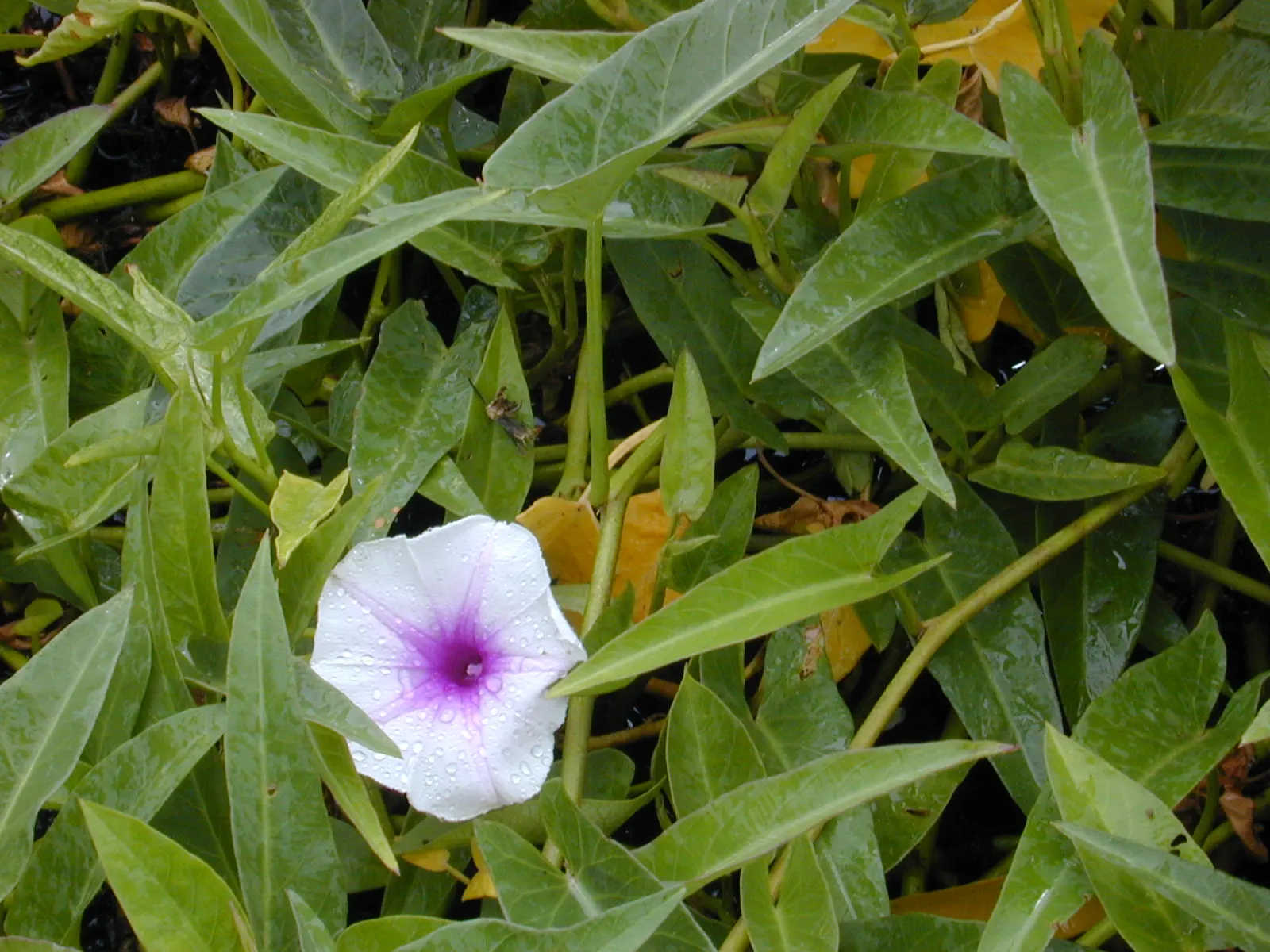 Bush Morning Glory (Convolvulus Cneorum) — ground cover / perennial / shrub with white blooms; with sporadic blooms throughout the warmer months, image 79