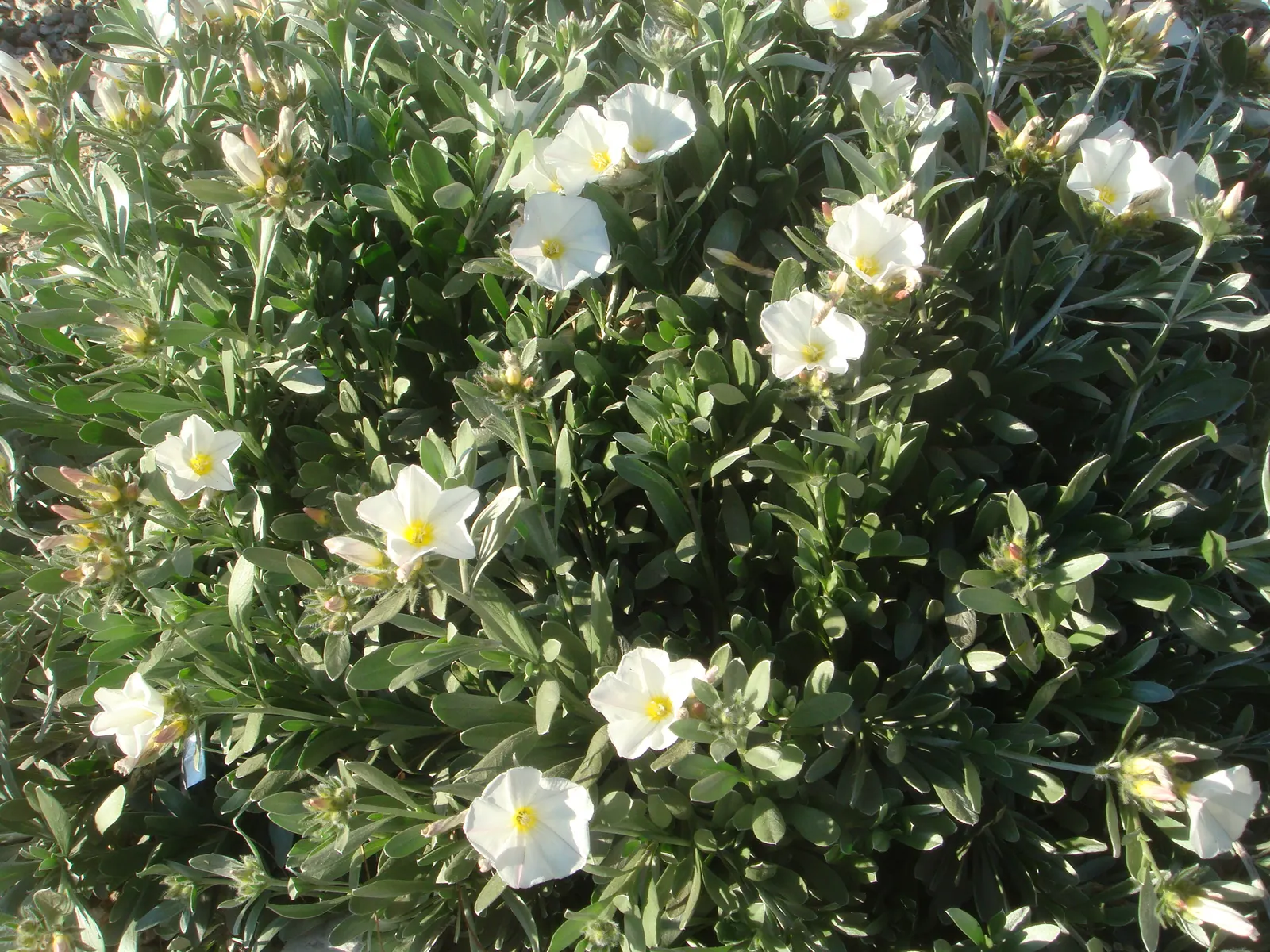 Bush Morning Glory (Convolvulus Cneorum) — minimal pruning is required; the Bush Morning Glory is drought-tolerant once established