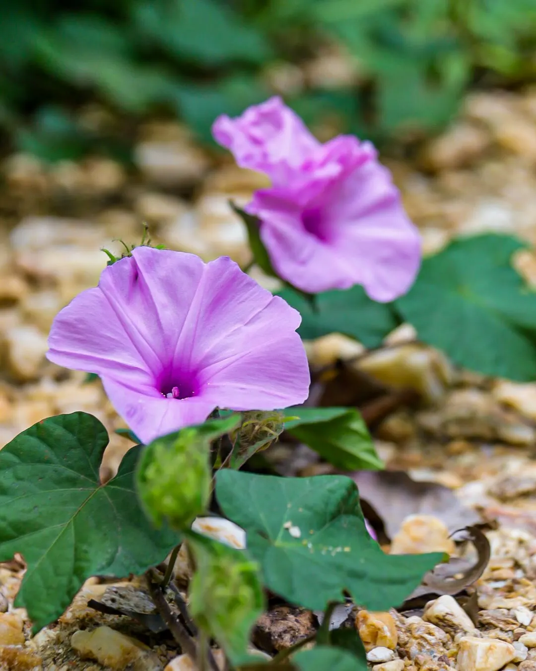 Bush Morning Glory (Convolvulus Cneorum) — Prefers full sun and well-drained soil; white flowers in the garden, image 63