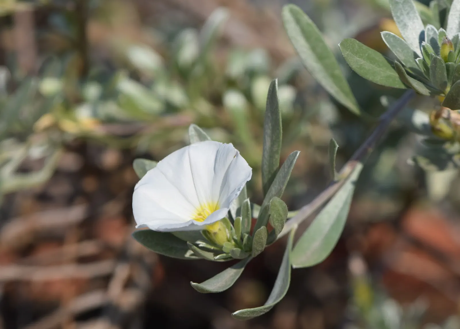 Bush Morning Glory (Convolvulus Cneorum) — ground cover / perennial / shrub for full; or as a feature plant in Mediterranean-themed landscapes, image 80