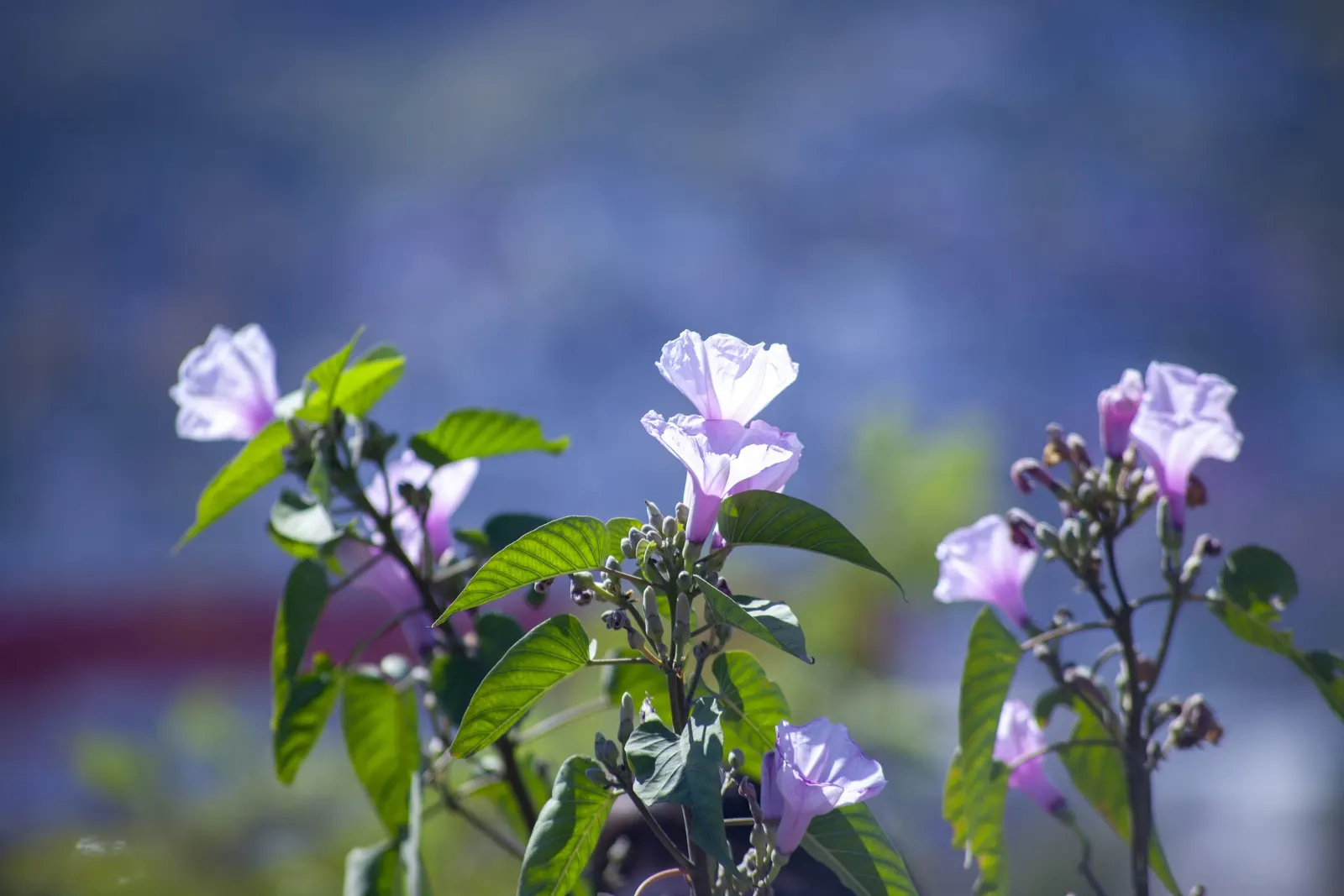 Bush Morning Glory (Convolvulus Cneorum) — Typically reaching heights between 2 to 3 feet with a similar spread; commonly known as the Bush Morning Glory