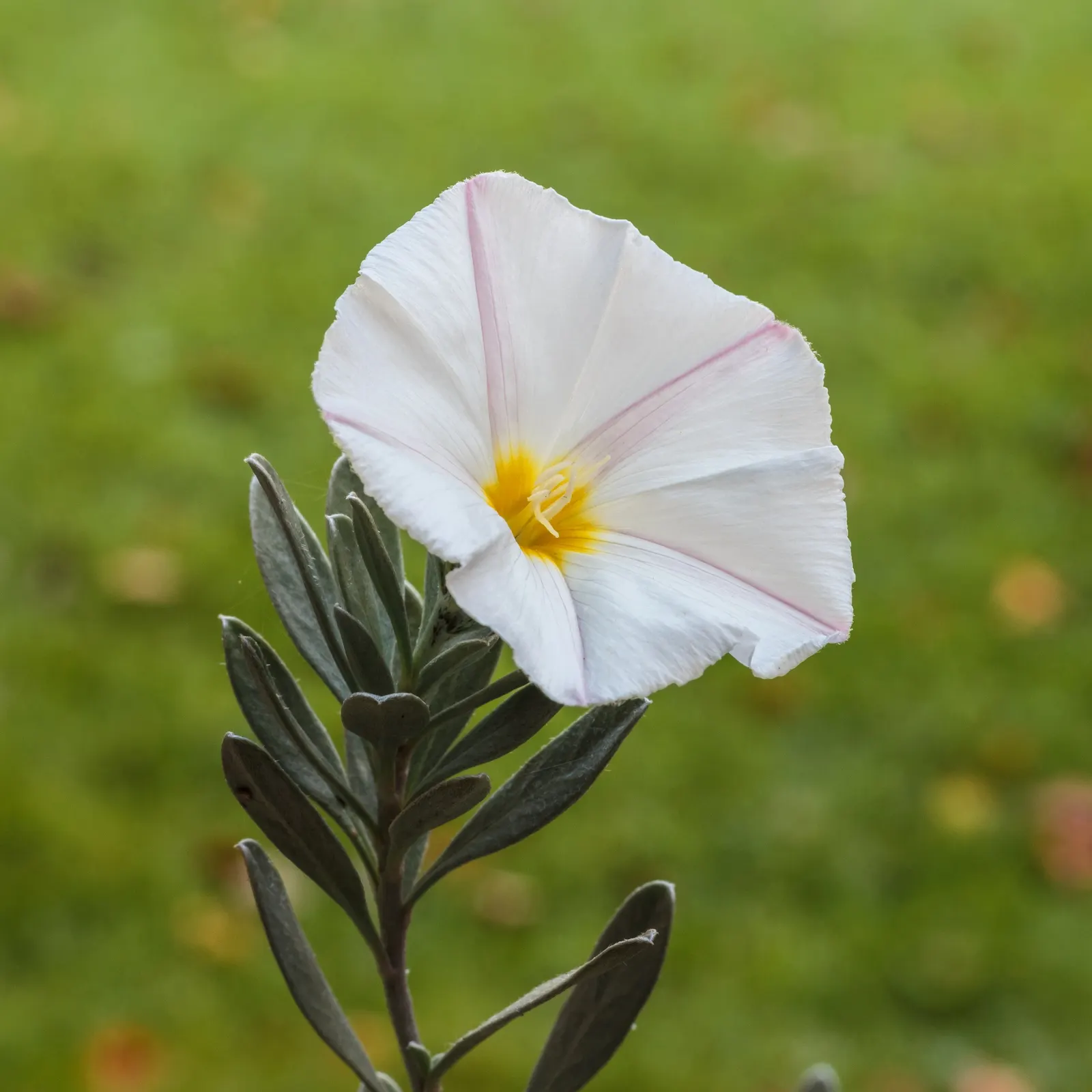 Bush Morning Glory (Convolvulus Cneorum) — Simply remove any dead or damaged branches in early spring to encourage fresh growth; occasional, image 94