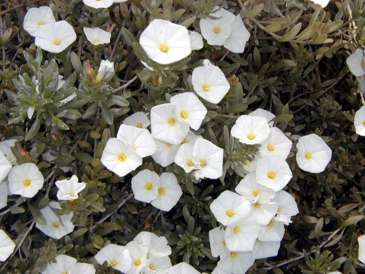 Bush Morning Glory (Convolvulus Cneorum) — adding a dynamic living element to the landscape.<br><br>For maintenance; is a perennial shrub revered, image 52