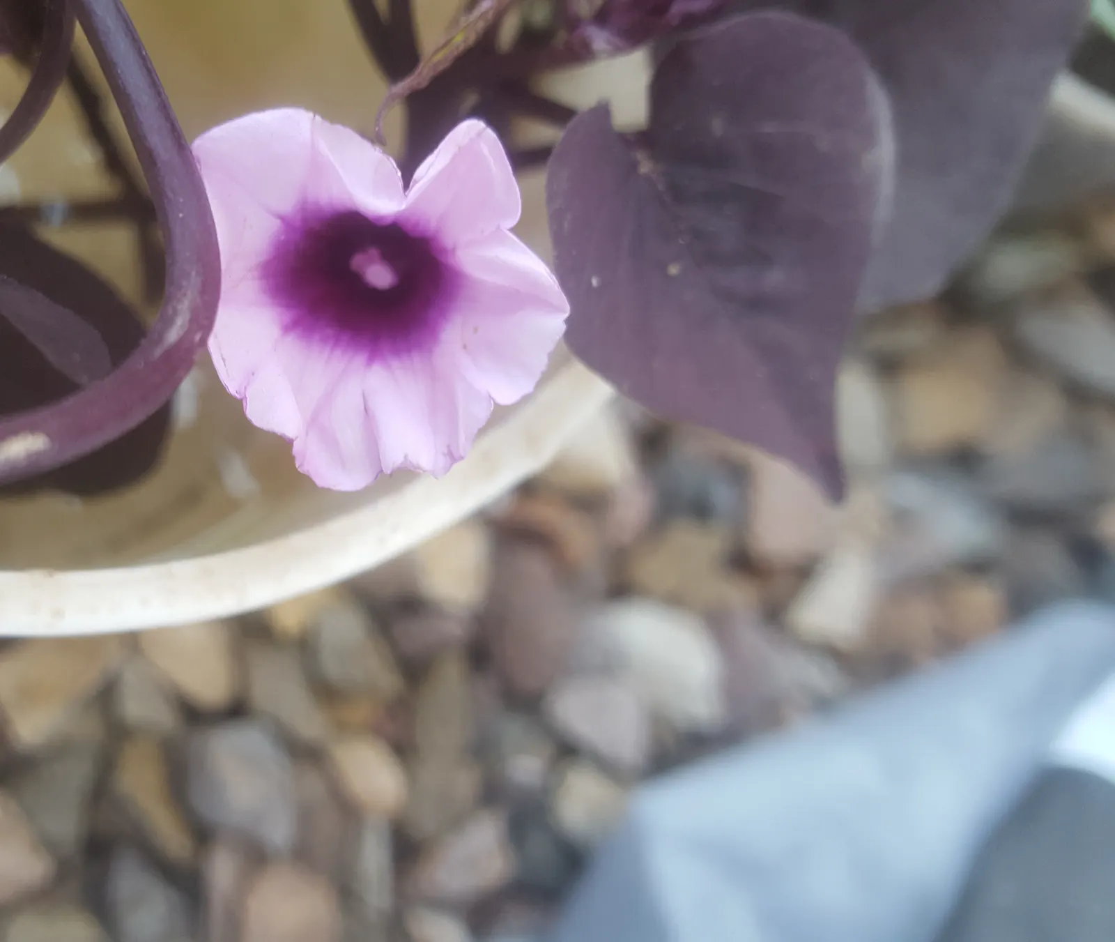 Bush Morning Glory (Convolvulus Cneorum) — making it an ideal choice for water-wise gardens or arid climates; ground cover / perennial / shrub for, image 89