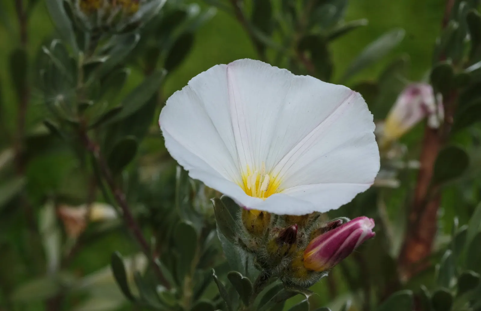 Bush Morning Glory (Convolvulus Cneorum) — The Bush Morning Glory is drought-tolerant once established; minimal pruning is required, image 68