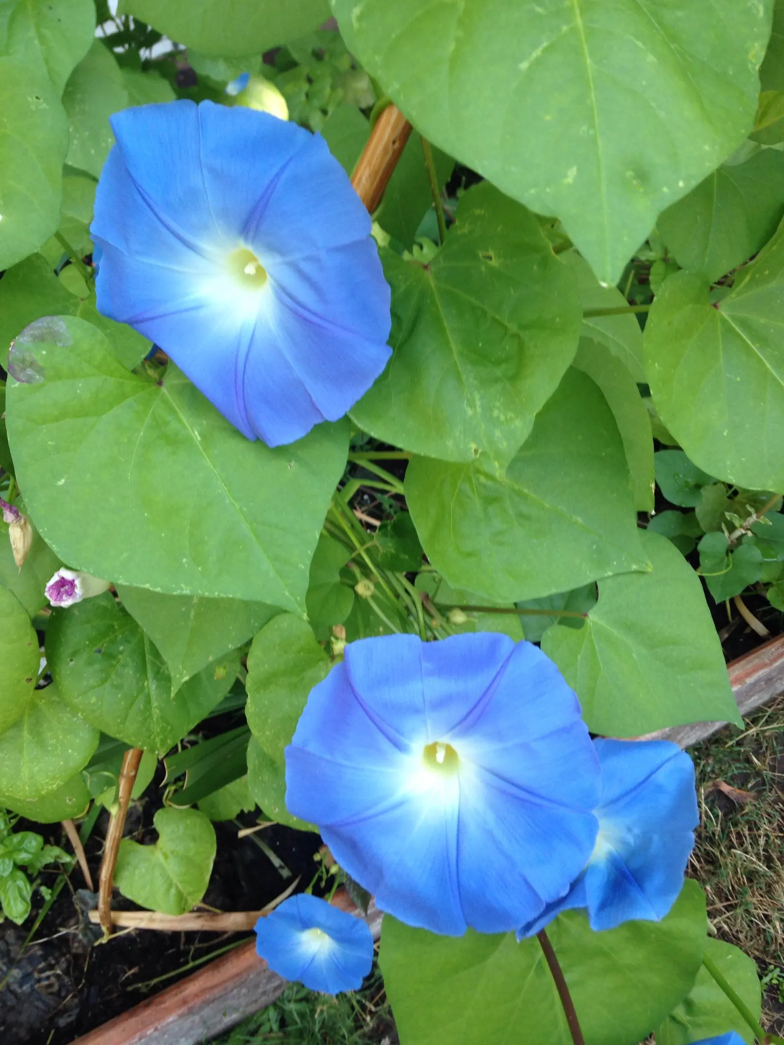 Bush Morning Glory (Convolvulus Cneorum) — Low-maintenance and drought-resistant, it blooms profusely in spring, with sporadic flowers through, image 64