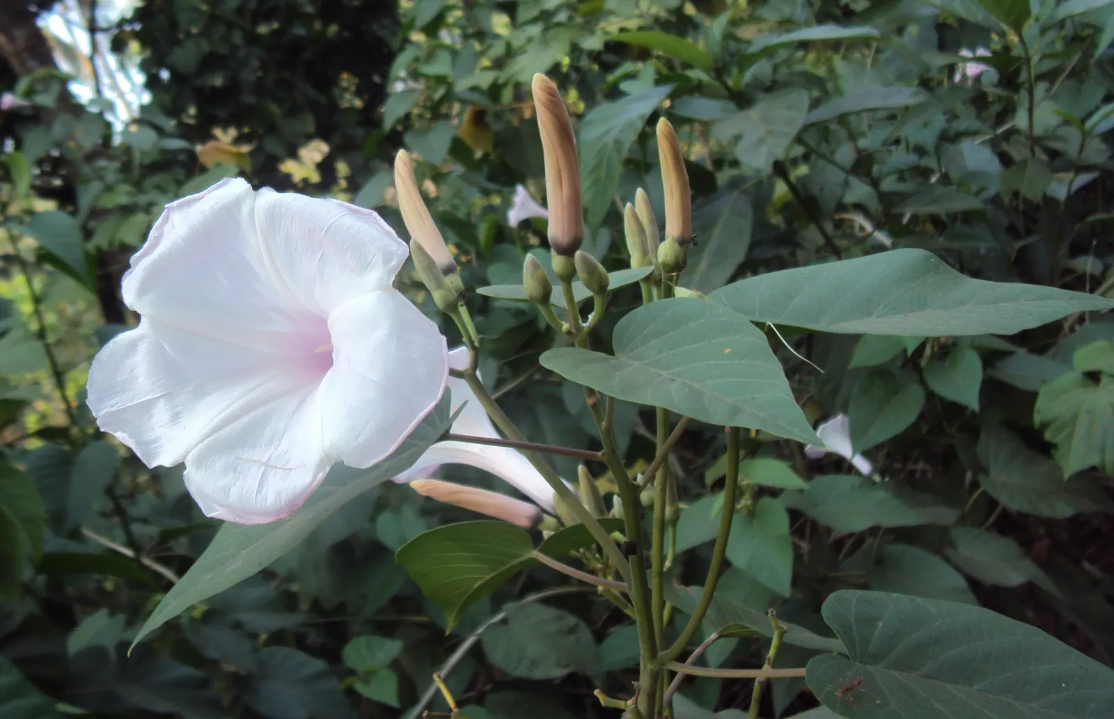 Bush Morning Glory (Convolvulus Cneorum) — white flowers in the garden