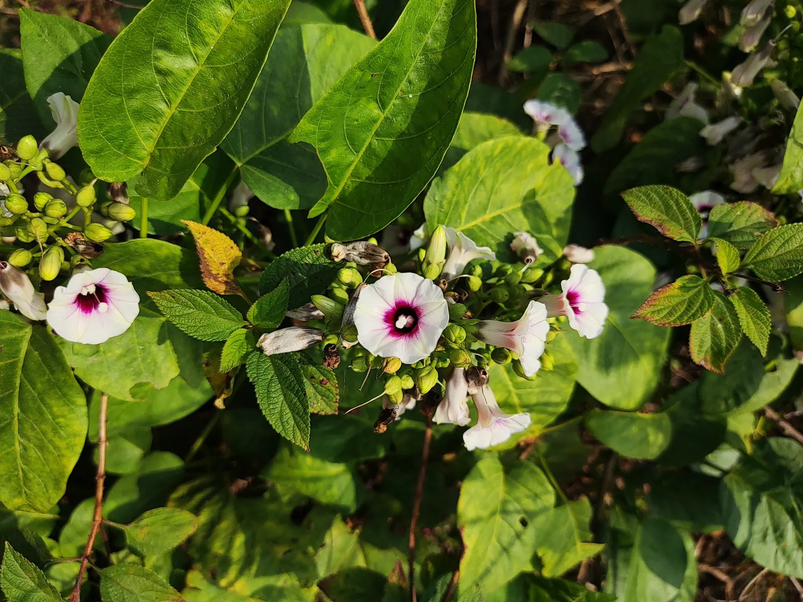 Bush Morning Glory (Convolvulus Cneorum) — commonly known as the Bush Morning Glory; ground cover / perennial / shrub with white blooms, image 106