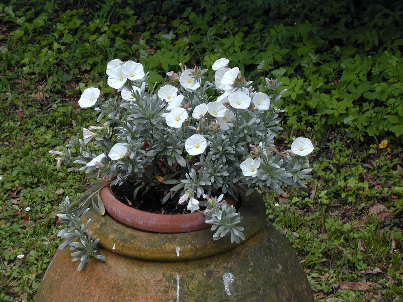 Bush Morning Glory (Convolvulus Cneorum) — is a perennial shrub revered for its silvery foliage and stunning funnel-shaped white to pinkish flowers