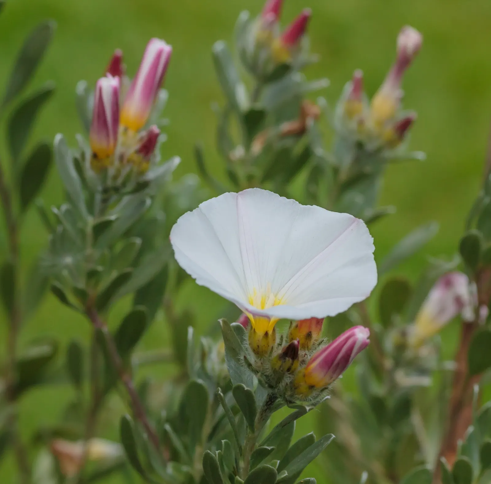 Bush Morning Glory (Convolvulus Cneorum) — making it an ideal choice for water-wise gardens or arid climates; ground cover / perennial / shrub for, image 69