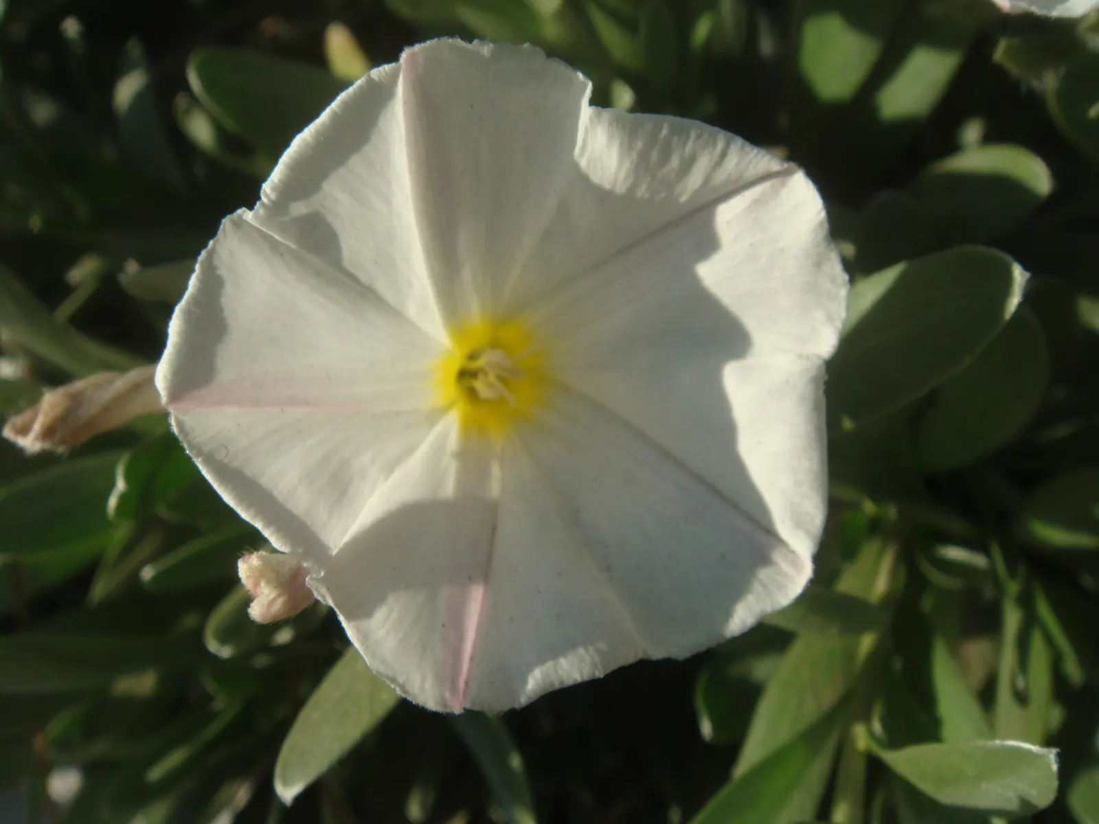 Bush Morning Glory (Convolvulus Cneorum) — adding a dynamic living element to the landscape.<br><br>For maintenance; is a perennial shrub revered for its
